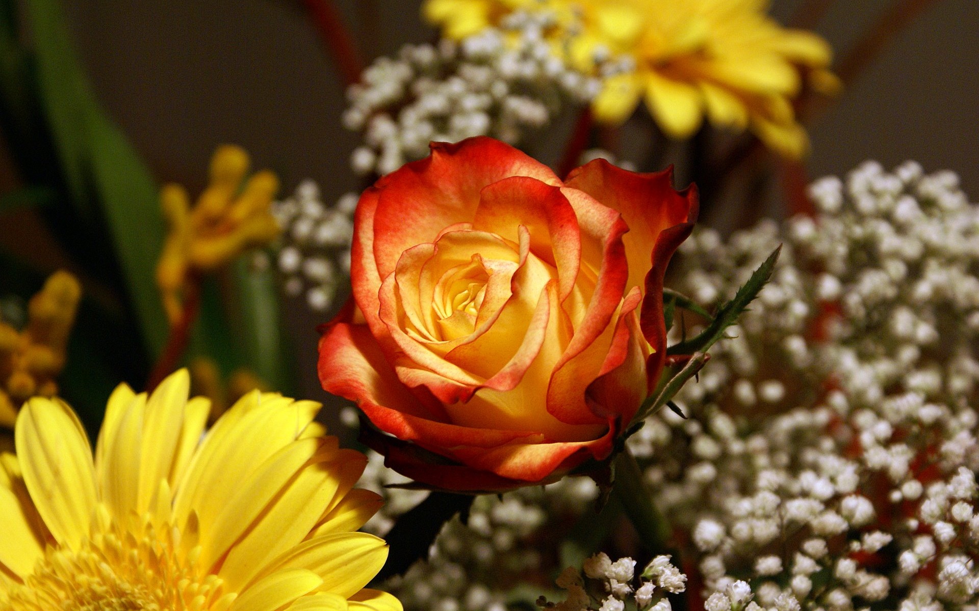 fleurs fond d'écran Widescreen close-up (18) #18 - 1920x1200