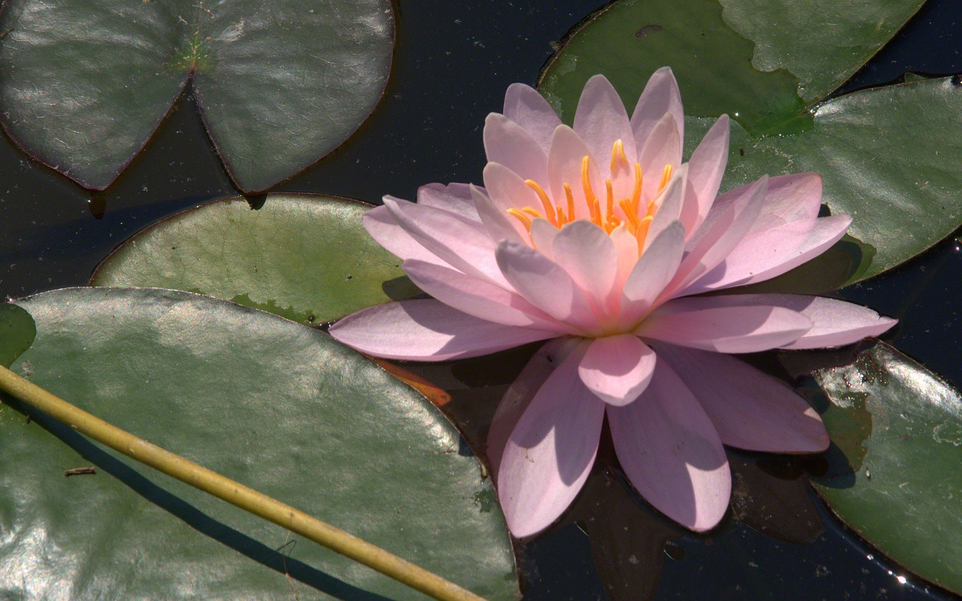 Water Lily 睡蓮 高清壁紙 #2 - 1920x1200