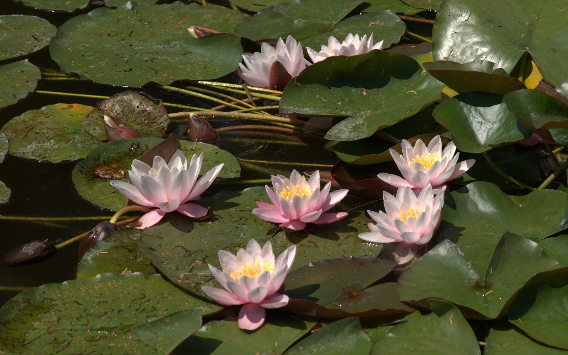 Water Lily 睡蓮 高清壁紙 #15 - 1920x1200