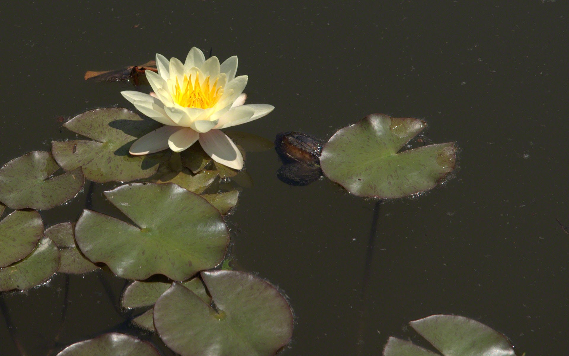 Water Lily 睡蓮 高清壁紙 #19 - 1920x1200