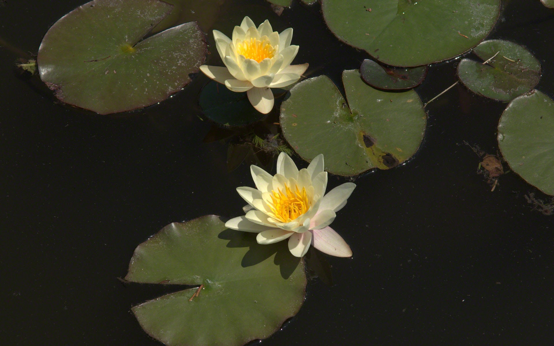 Water Lily 睡蓮 高清壁紙 #25 - 1920x1200