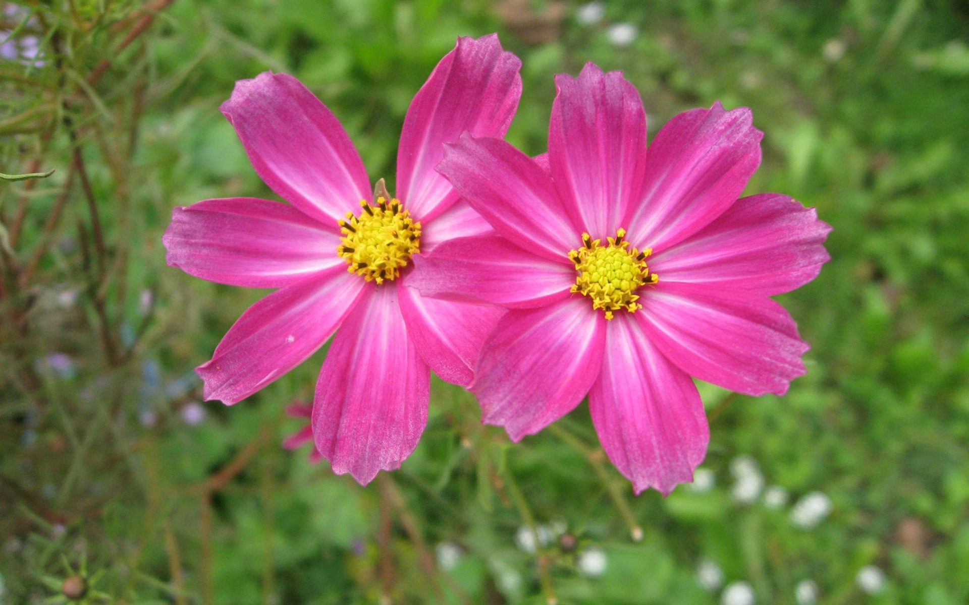アスターの花の壁紙アルバム #11 - 1920x1200