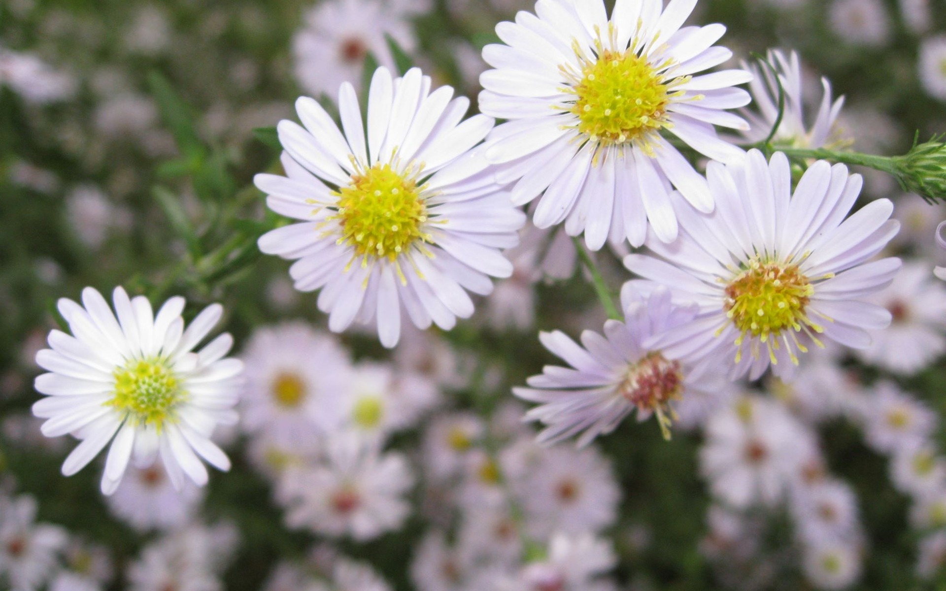 Aster Flowers 紫菀花 壁纸专辑16 - 1920x1200