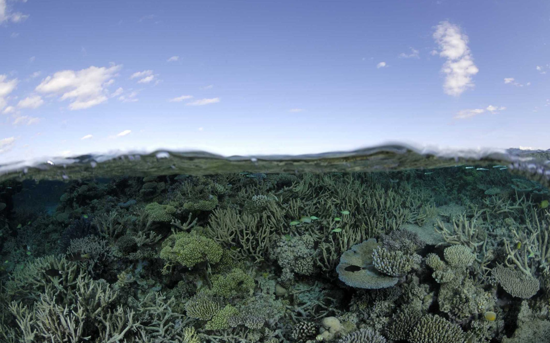 Under the Sea 3D 海底世界3D 高清壁紙 #44 - 1920x1200