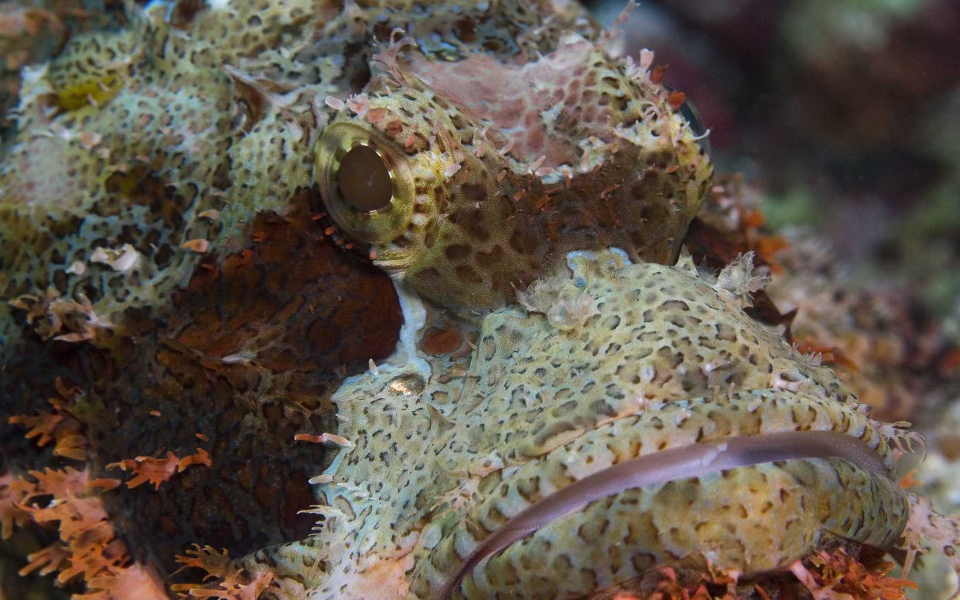 Under the Sea 3D 海底世界3D 高清壁紙 #8 - 1920x1200