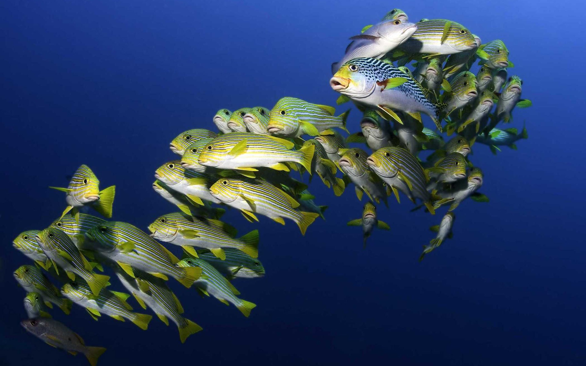 海の3DのHDの壁紙の下で #25 - 1920x1200