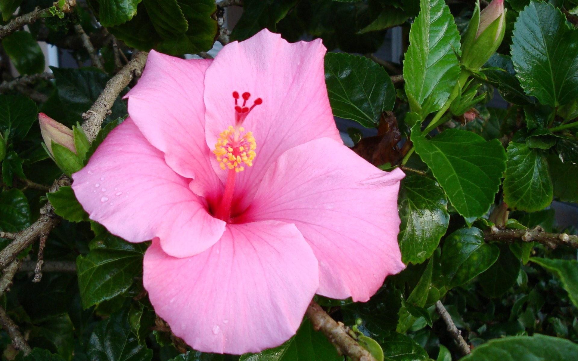 fleurs fond d'écran Widescreen close-up (19) #5 - 1920x1200