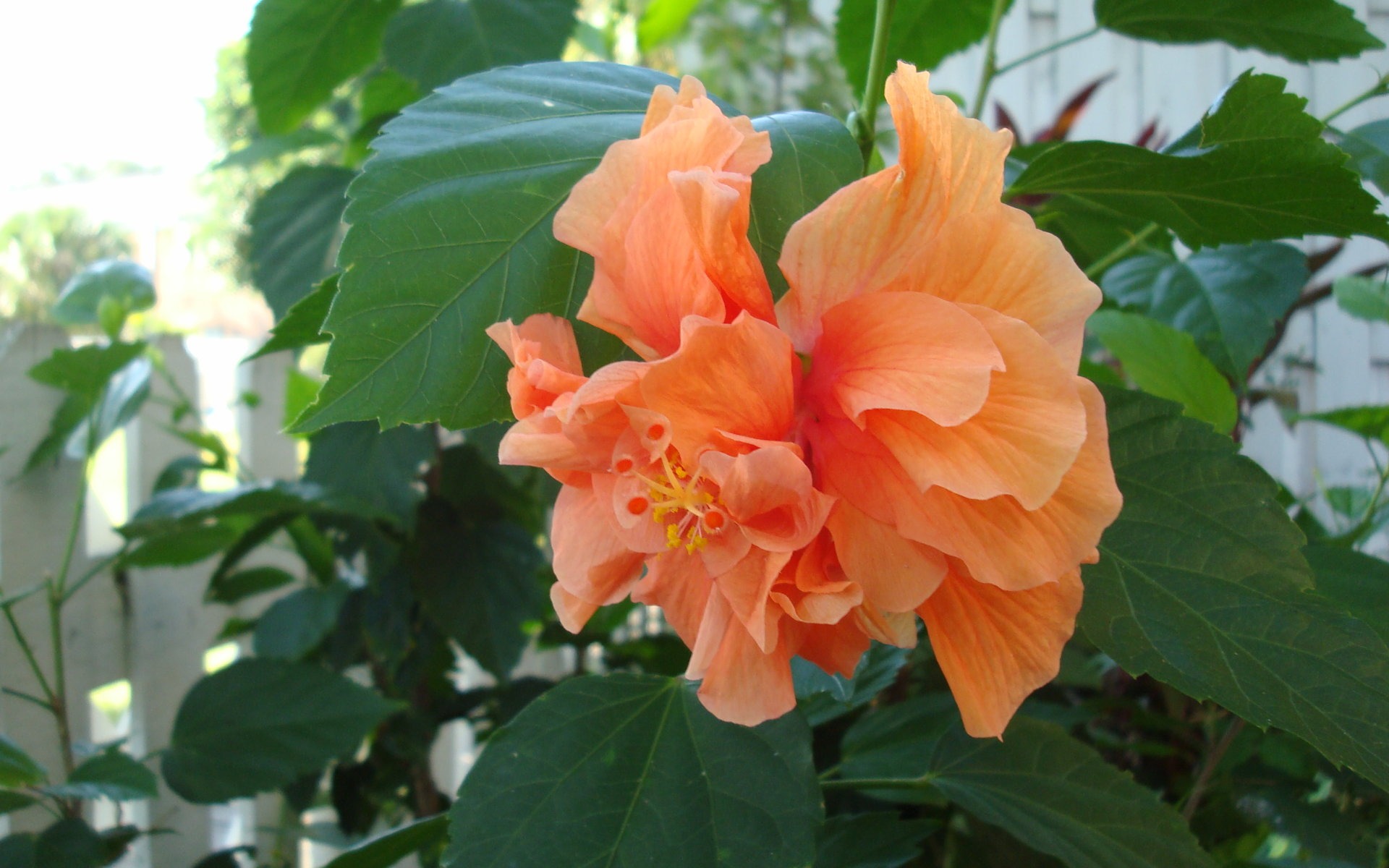寬屏鮮花特寫 壁紙(20) #6 - 1920x1200