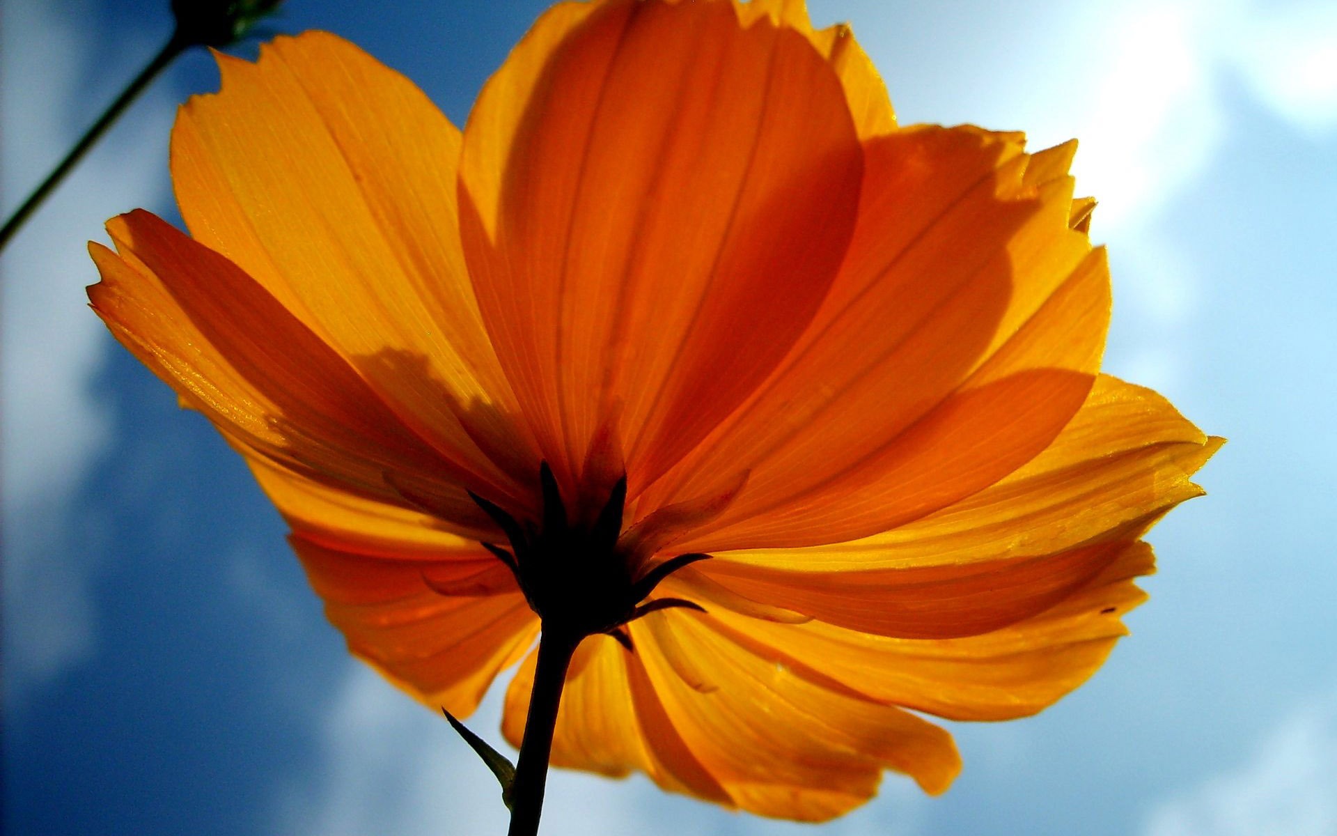 Ubuntuの公式の美しい壁紙 #3 - 1920x1200