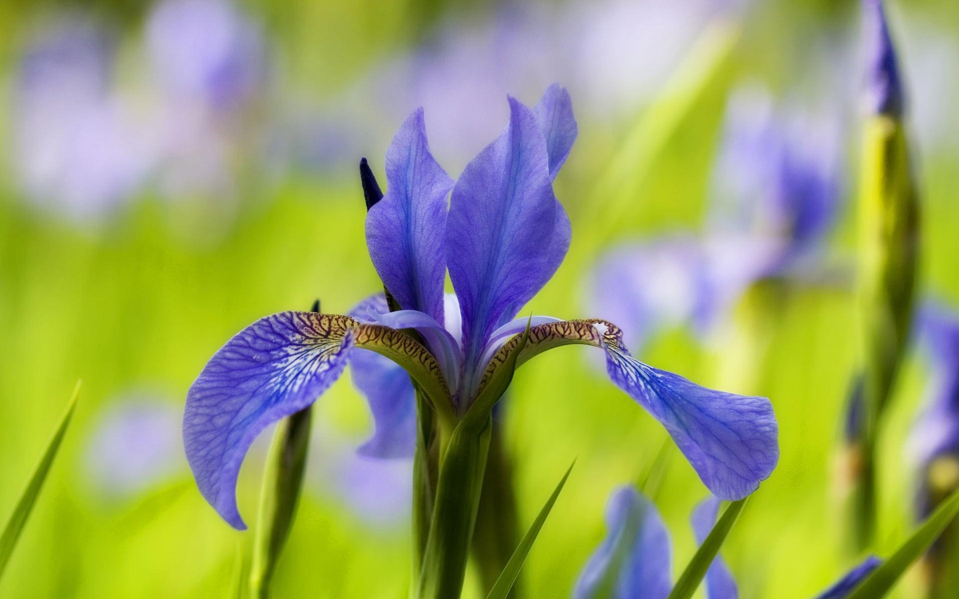 宽屏鲜花特写 壁纸(21)15 - 1920x1200