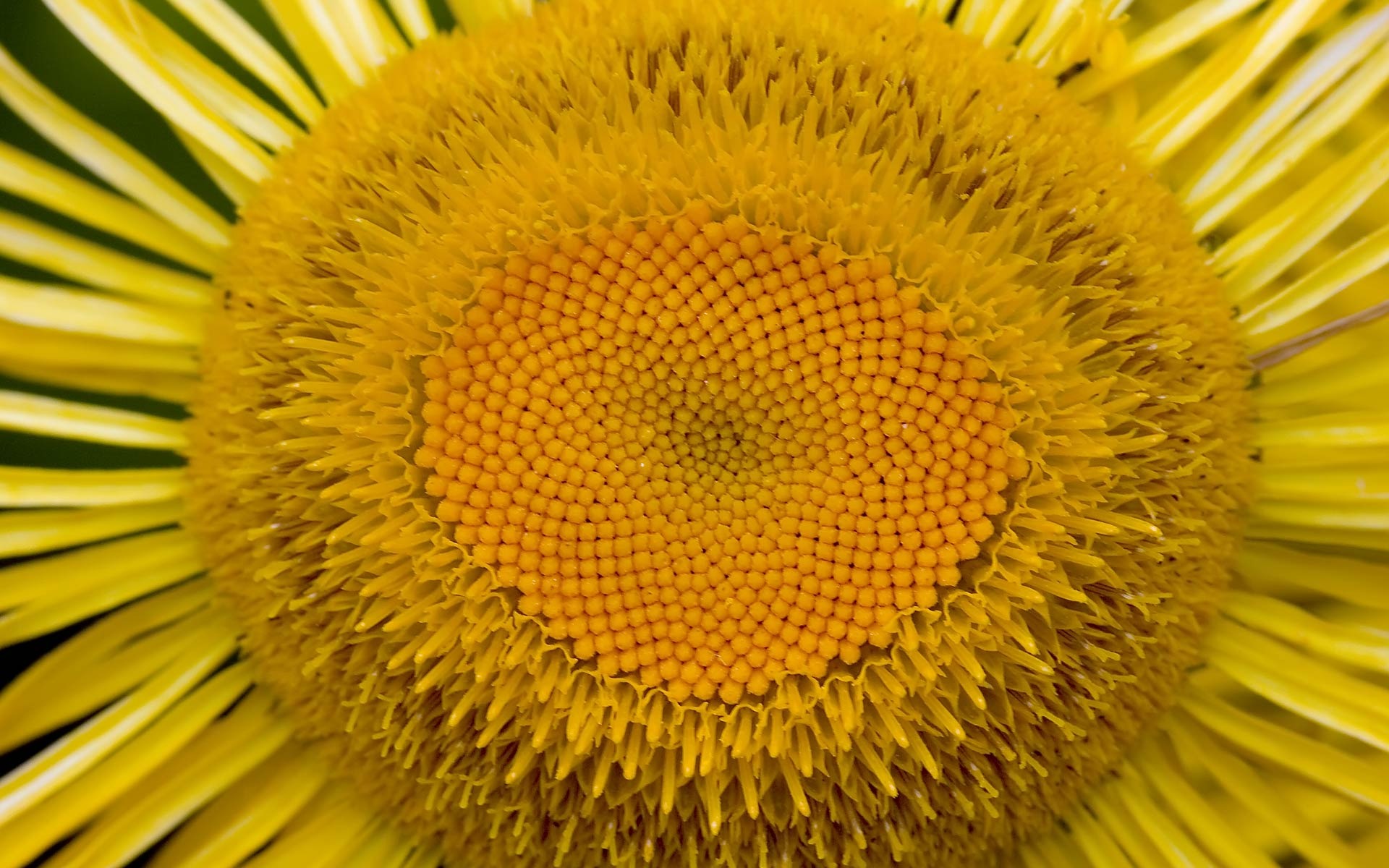 寬屏鮮花特寫 壁紙(22) #13 - 1920x1200