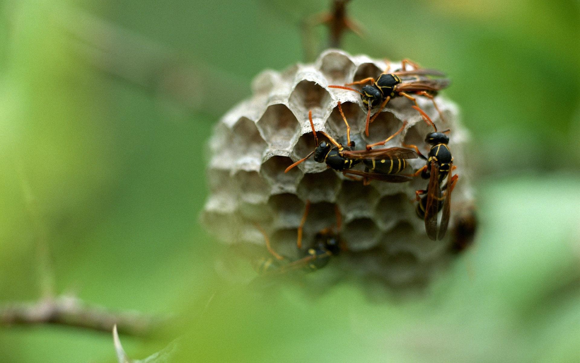 動物寬屏壁紙合集 (21) #3 - 1920x1200