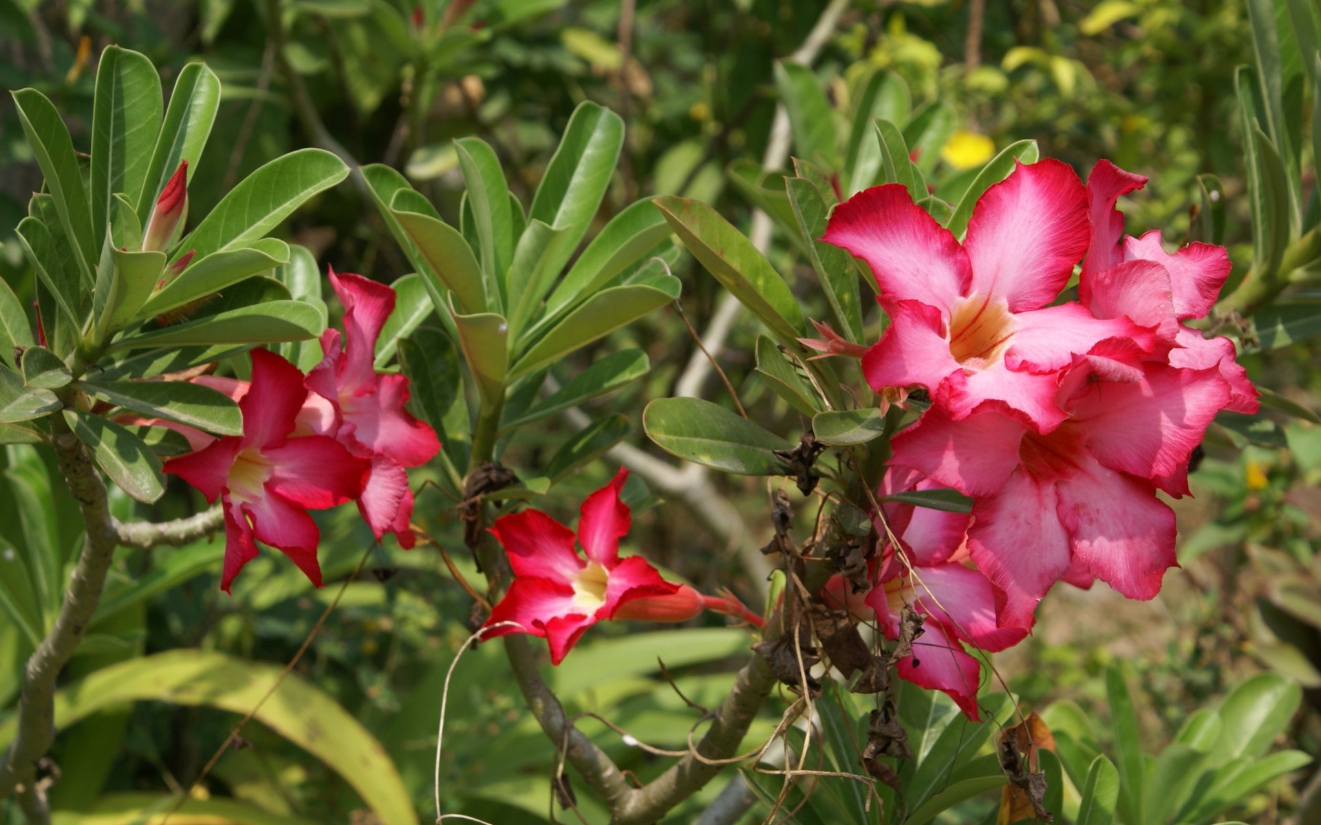 fleurs fond d'écran Widescreen close-up (24) #2 - 1920x1200