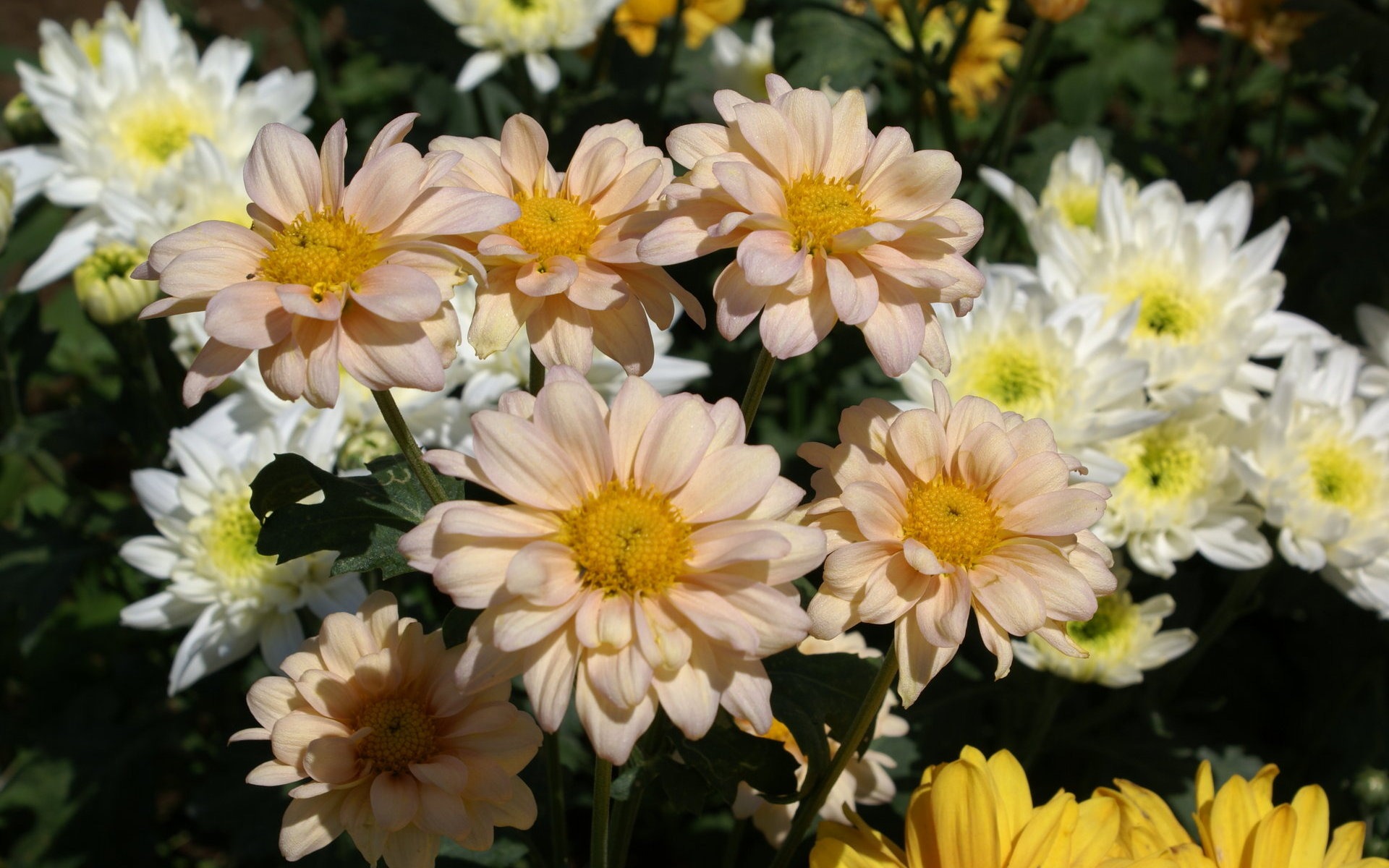 fleurs fond d'écran Widescreen close-up (25) #6 - 1920x1200