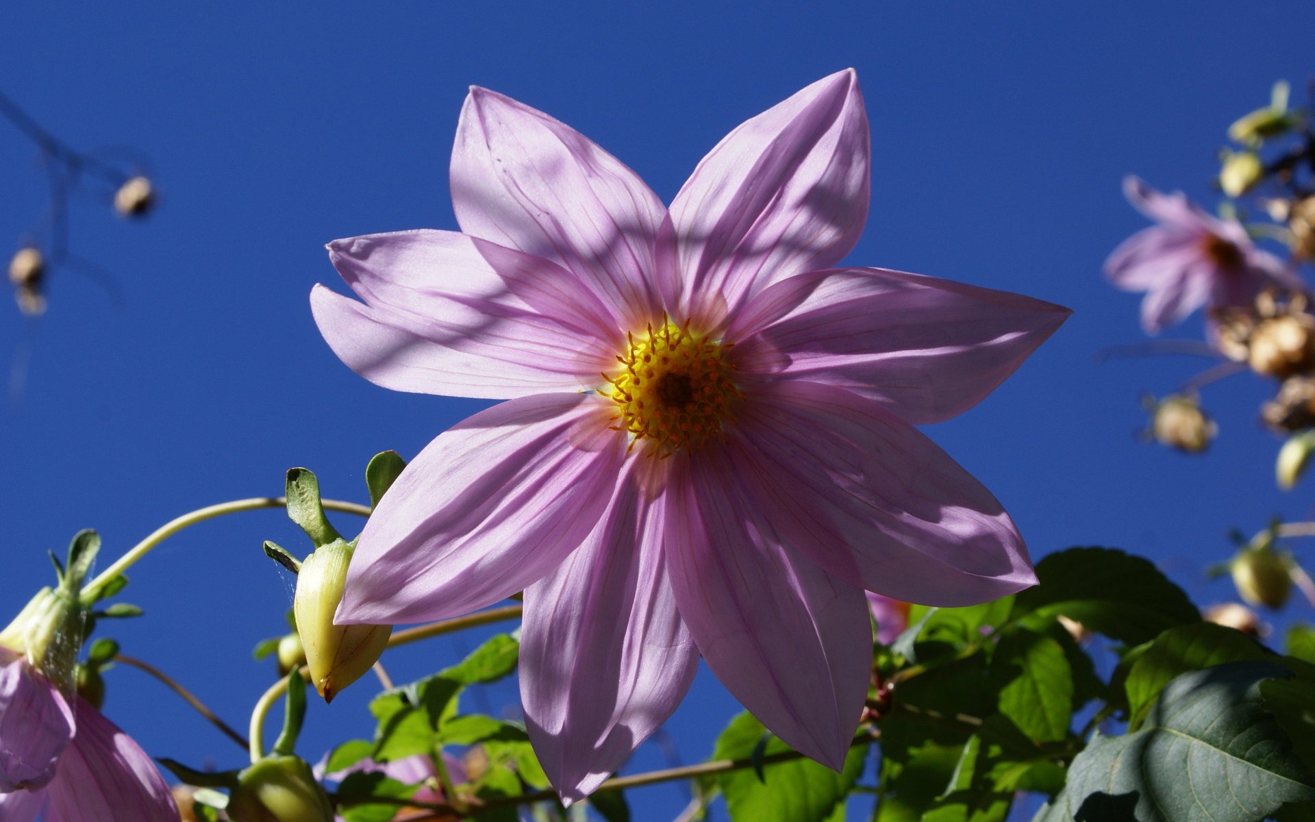 寬屏鮮花特寫 壁紙(25) #11 - 1920x1200