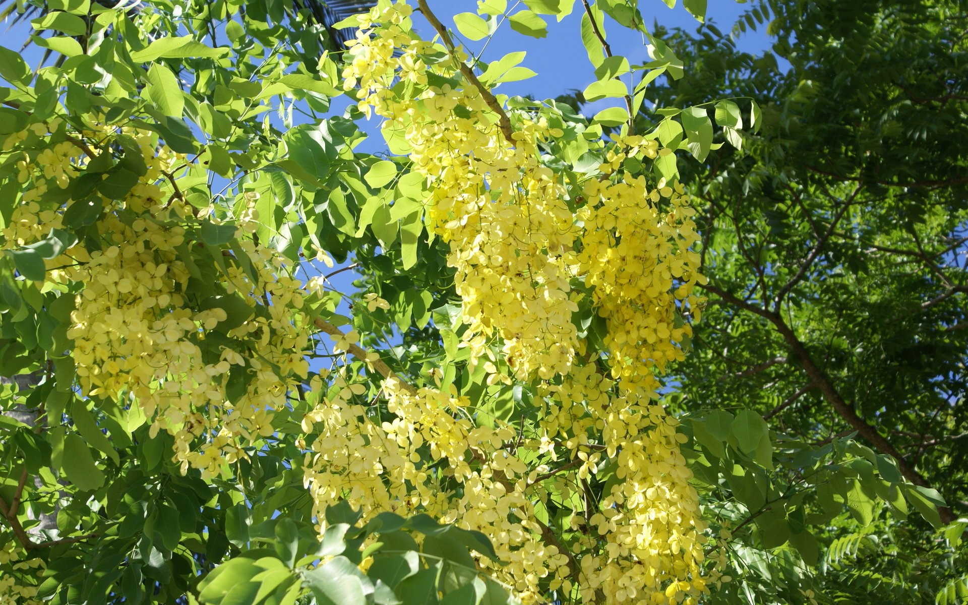 寬屏鮮花特寫 壁紙(28) #5 - 1920x1200