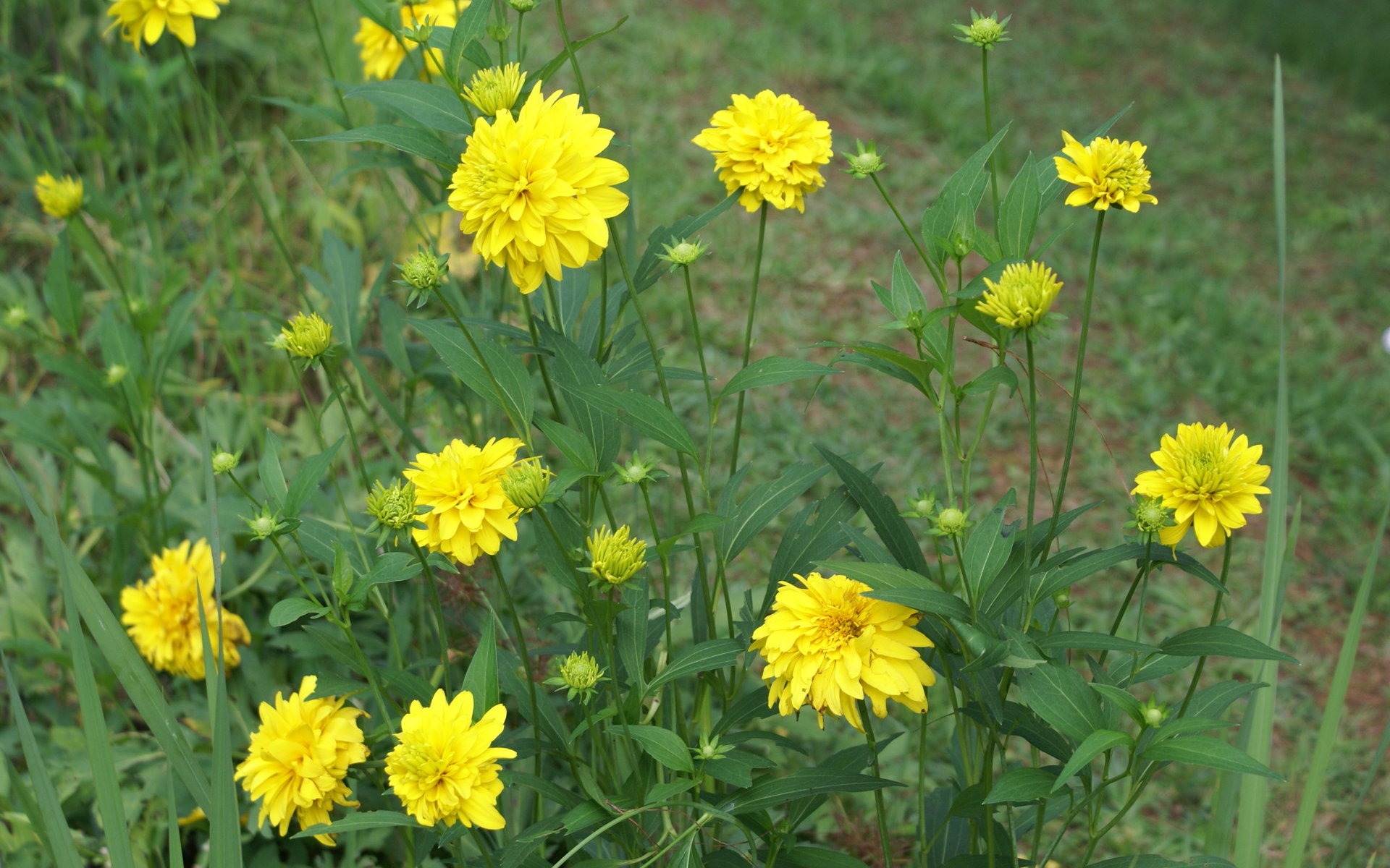 ワイドスクリーンの壁紙の花に近い(28)を開く #19 - 1920x1200