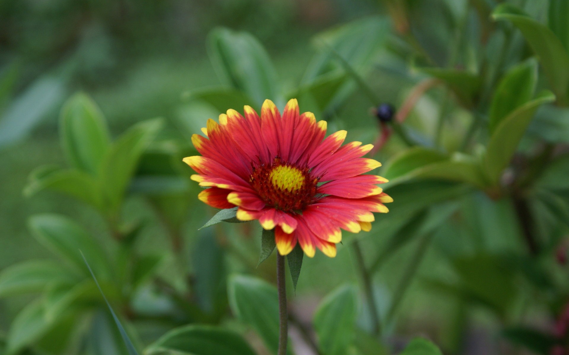 Widescreen wallpaper flowers close-up (29) #4 - 1920x1200