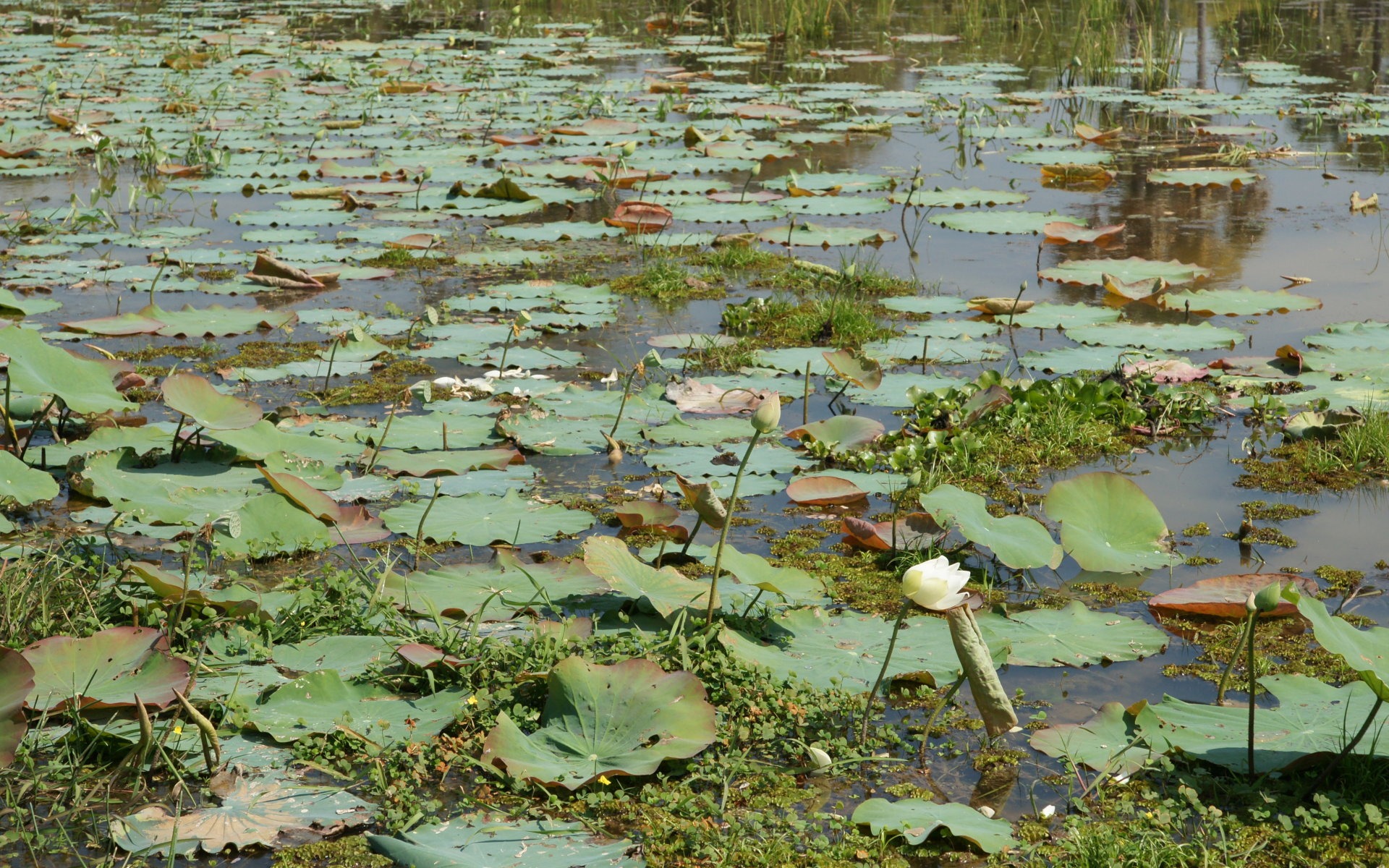 Fond d'écran photo Lotus (1) #16 - 1920x1200