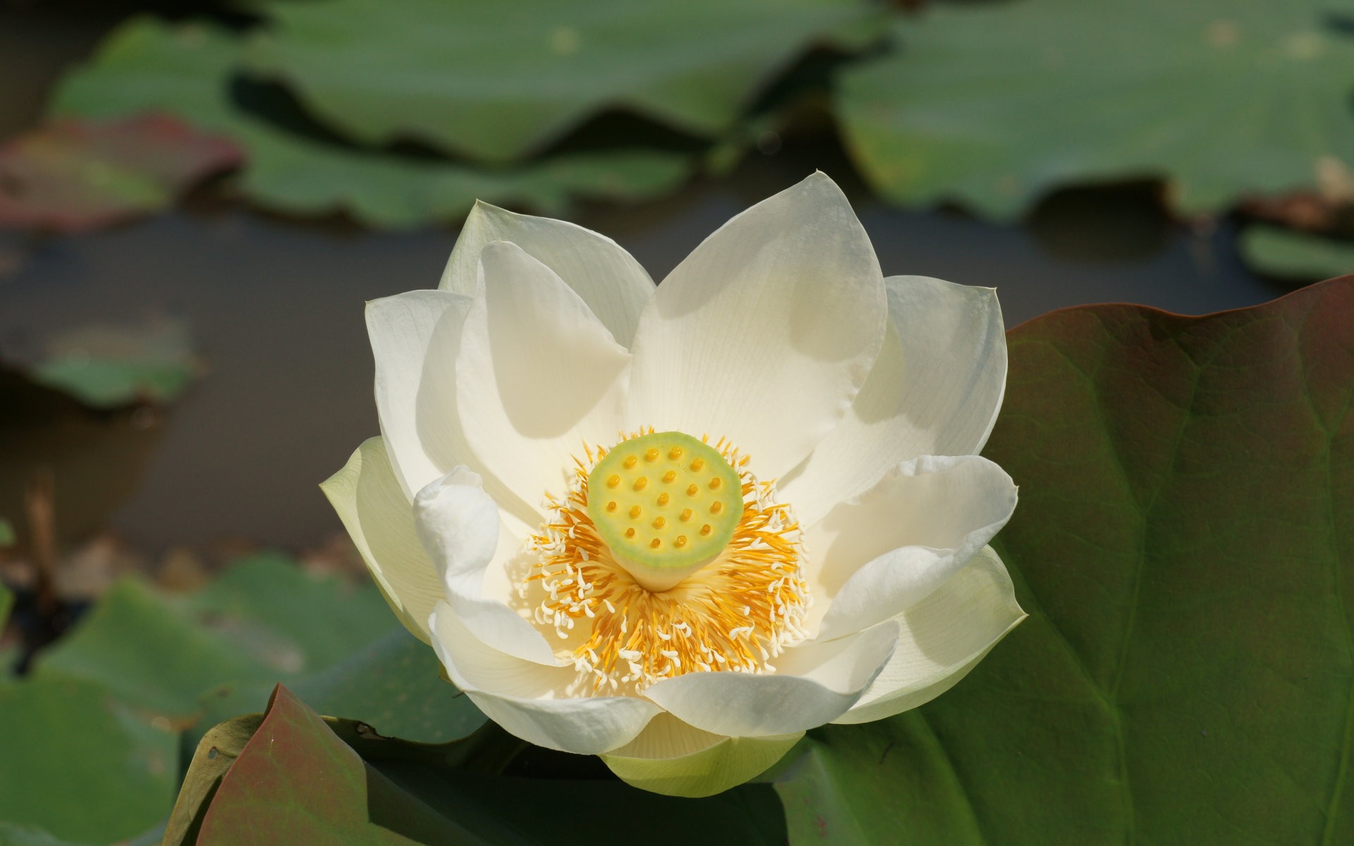 Lotus photo wallpaper (1) #18 - 1920x1200