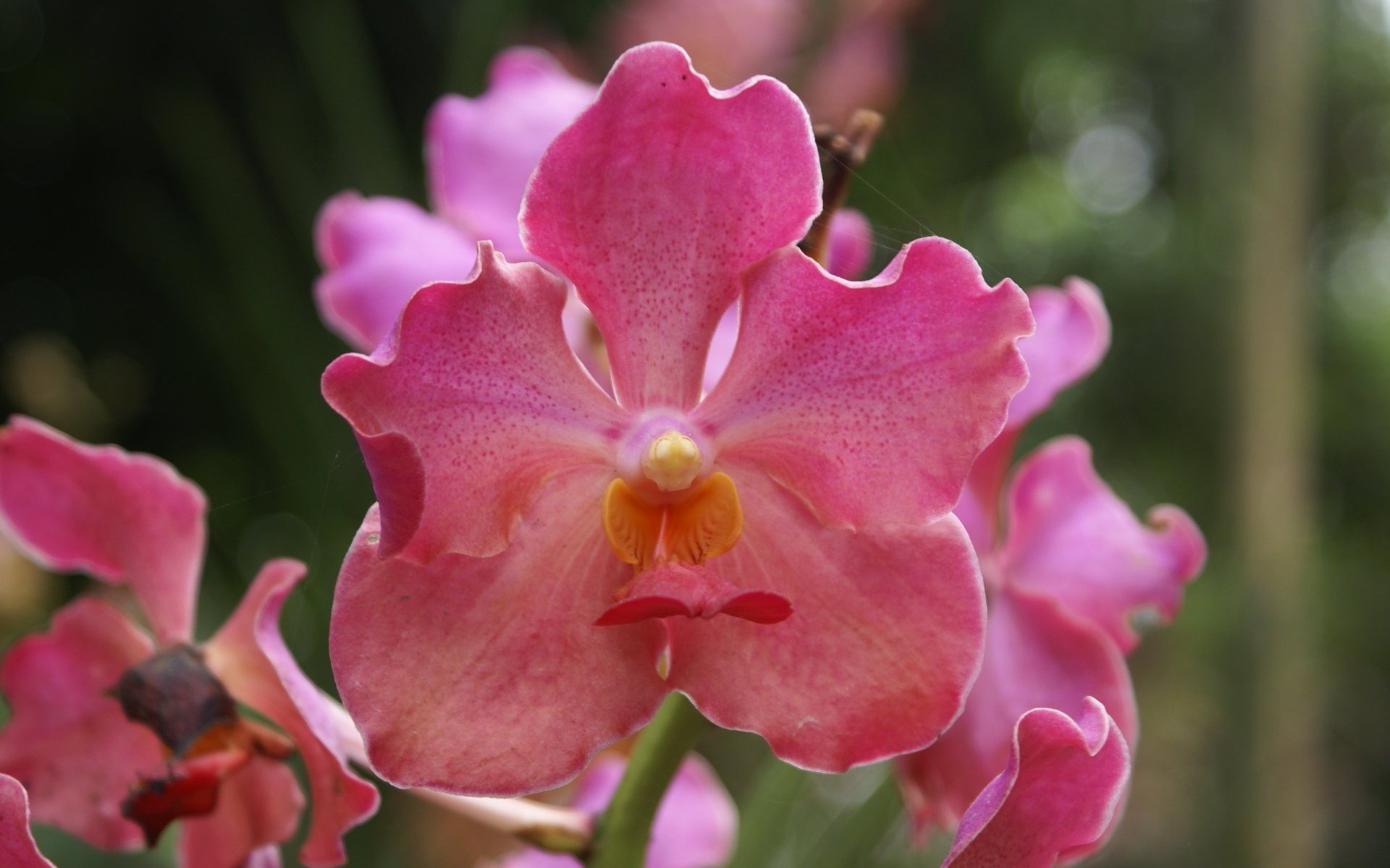 Orquídea foto de fondo de pantalla (2) #1 - 1920x1200