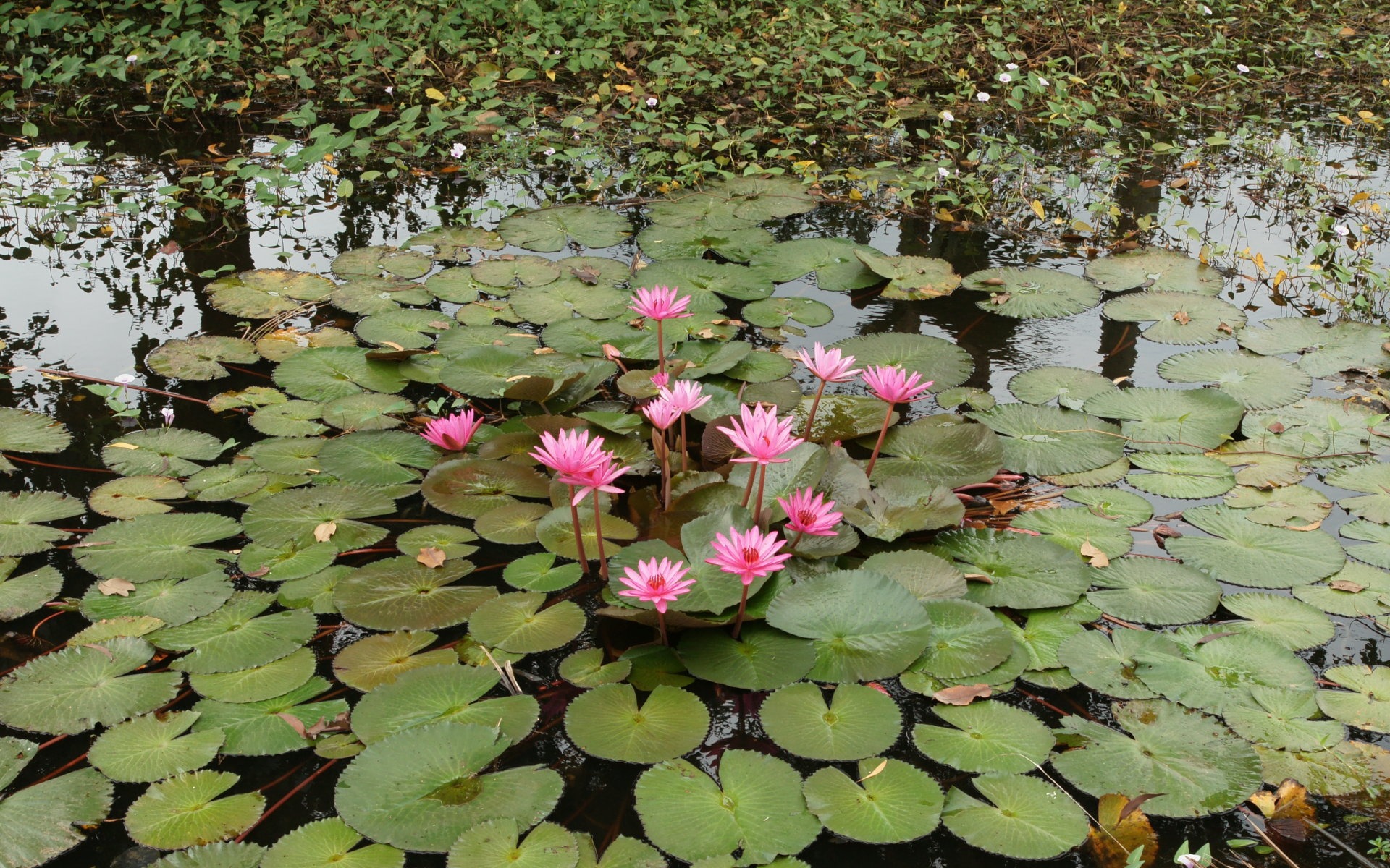 Lotus fondos de escritorio de la foto (2) #19 - 1920x1200