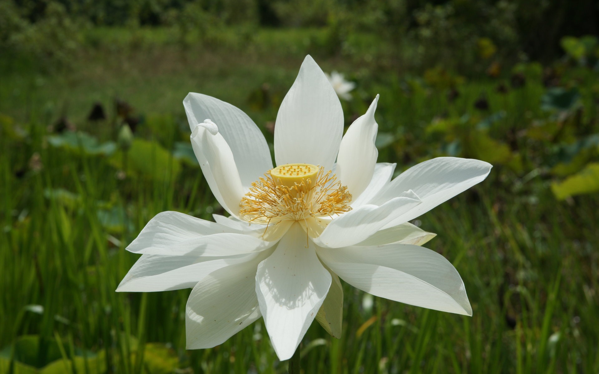 Fond d'écran photo Lotus (3) #9 - 1920x1200