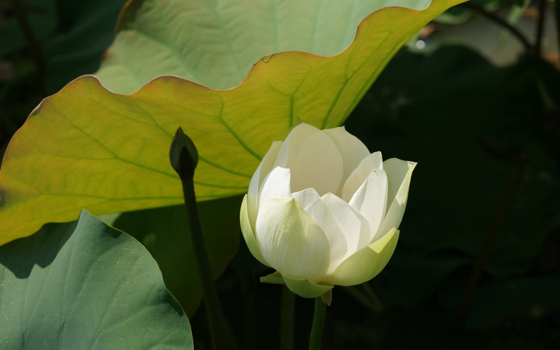 Fond d'écran photo Lotus (3) #16 - 1920x1200