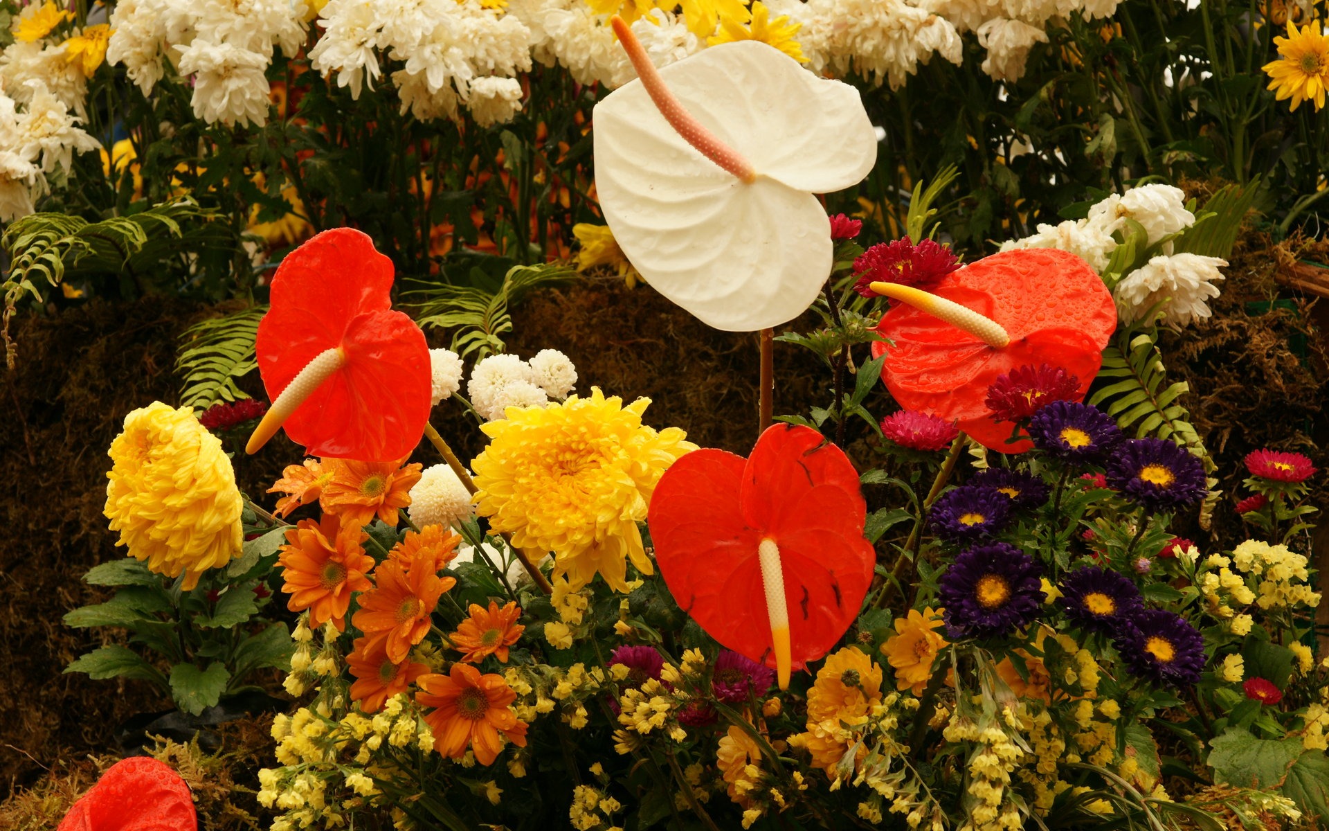 fleurs colorées décorent fond d'écran (2) #17 - 1920x1200