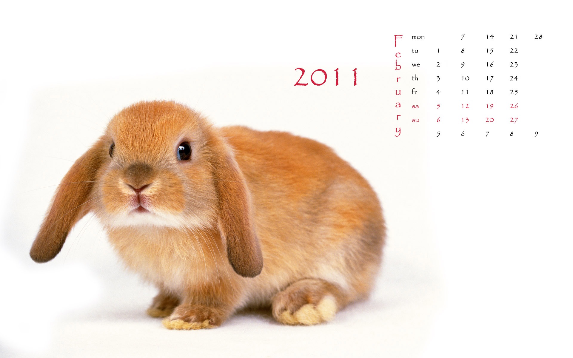 2011兔年日历 壁纸(一)1 - 1920x1200