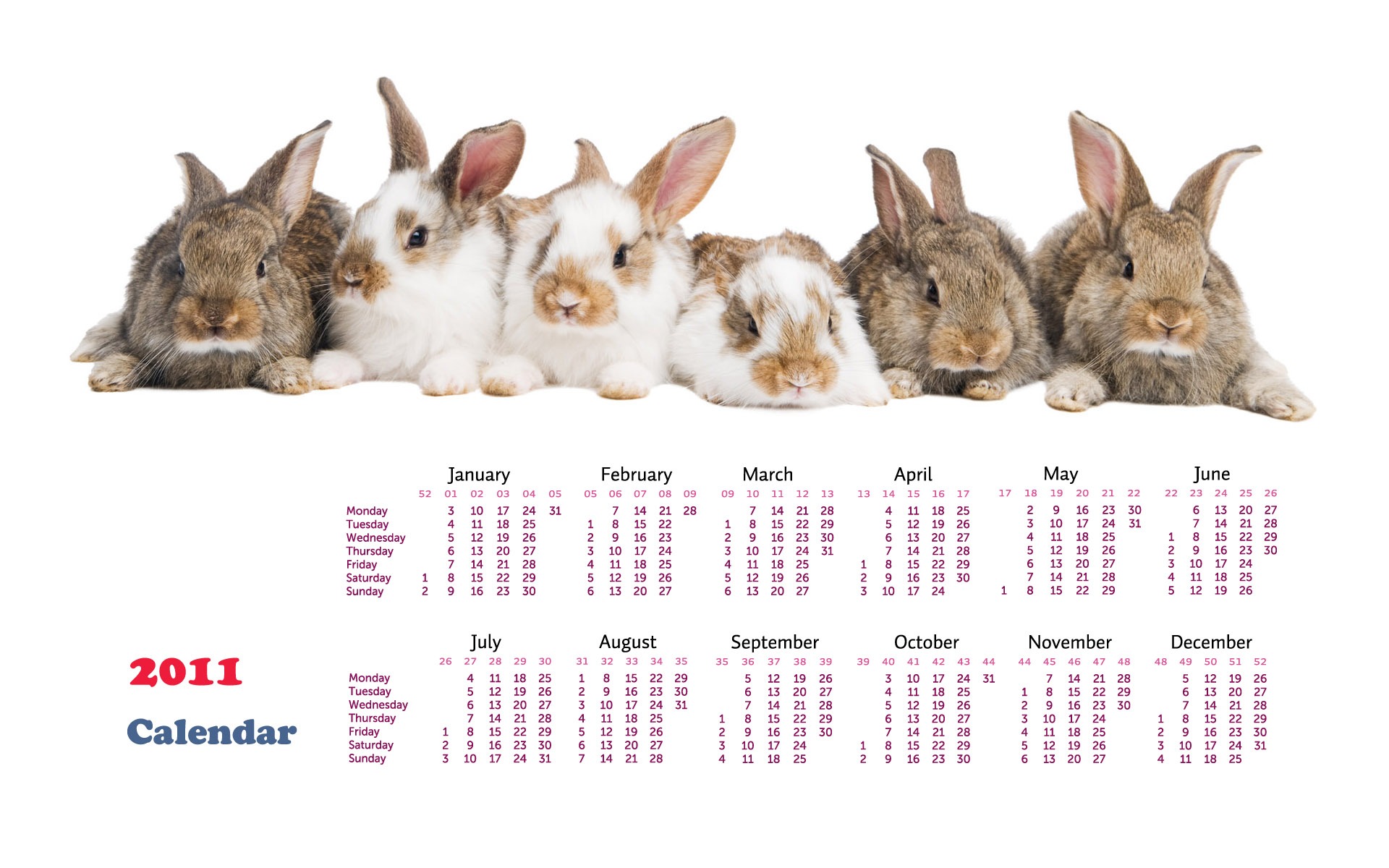 Year of the Rabbit 2011 calendar wallpaper (1) #19 - 1920x1200