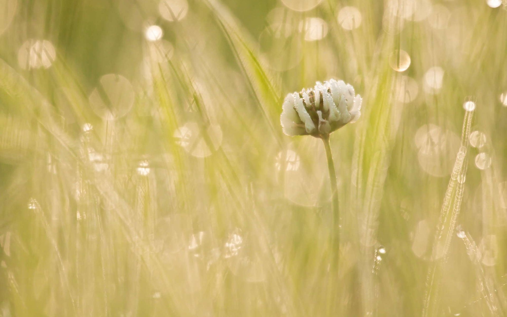 Ubuntuのシステムの壁紙（2） #4 - 1920x1200