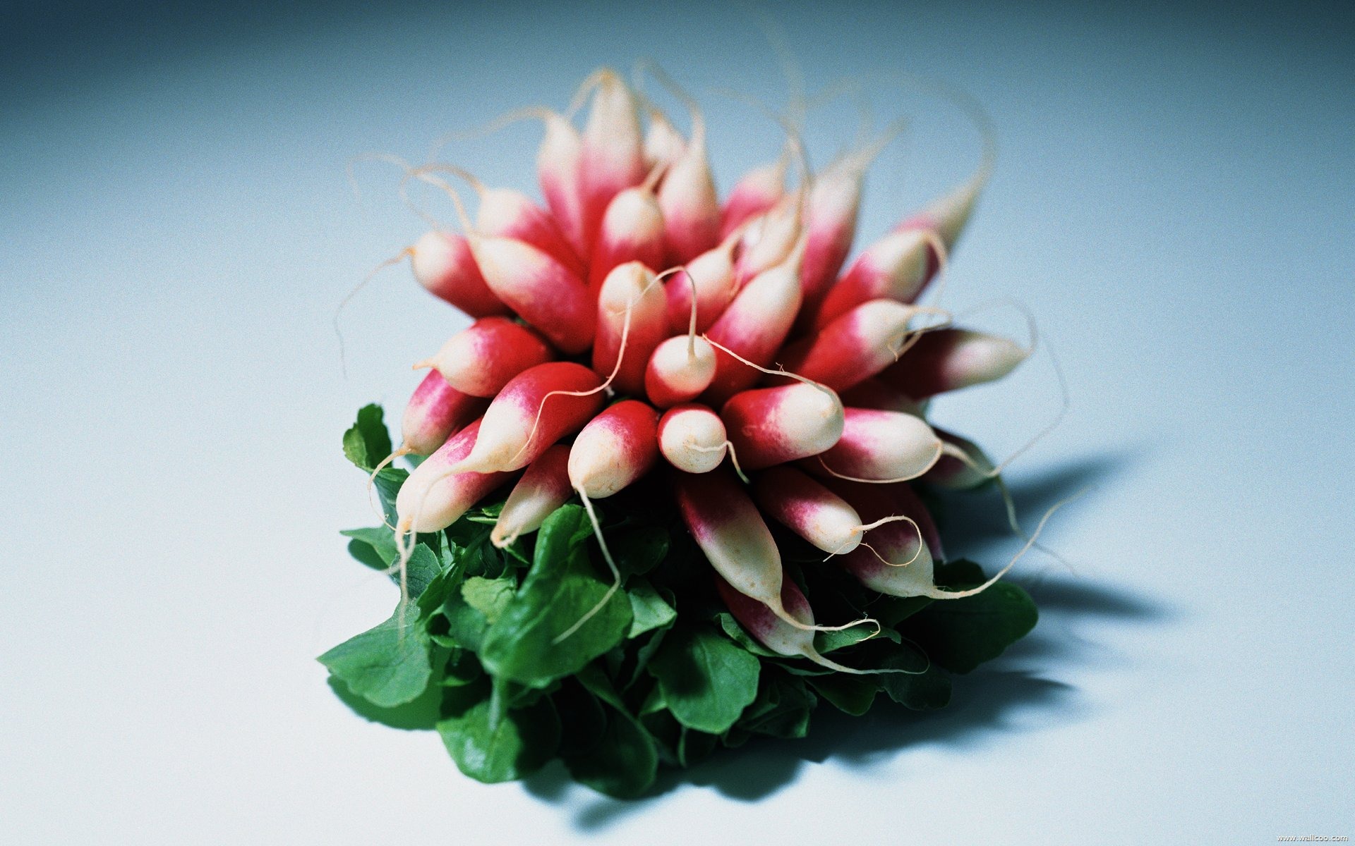 壁紙緑の野菜 #5 - 1920x1200