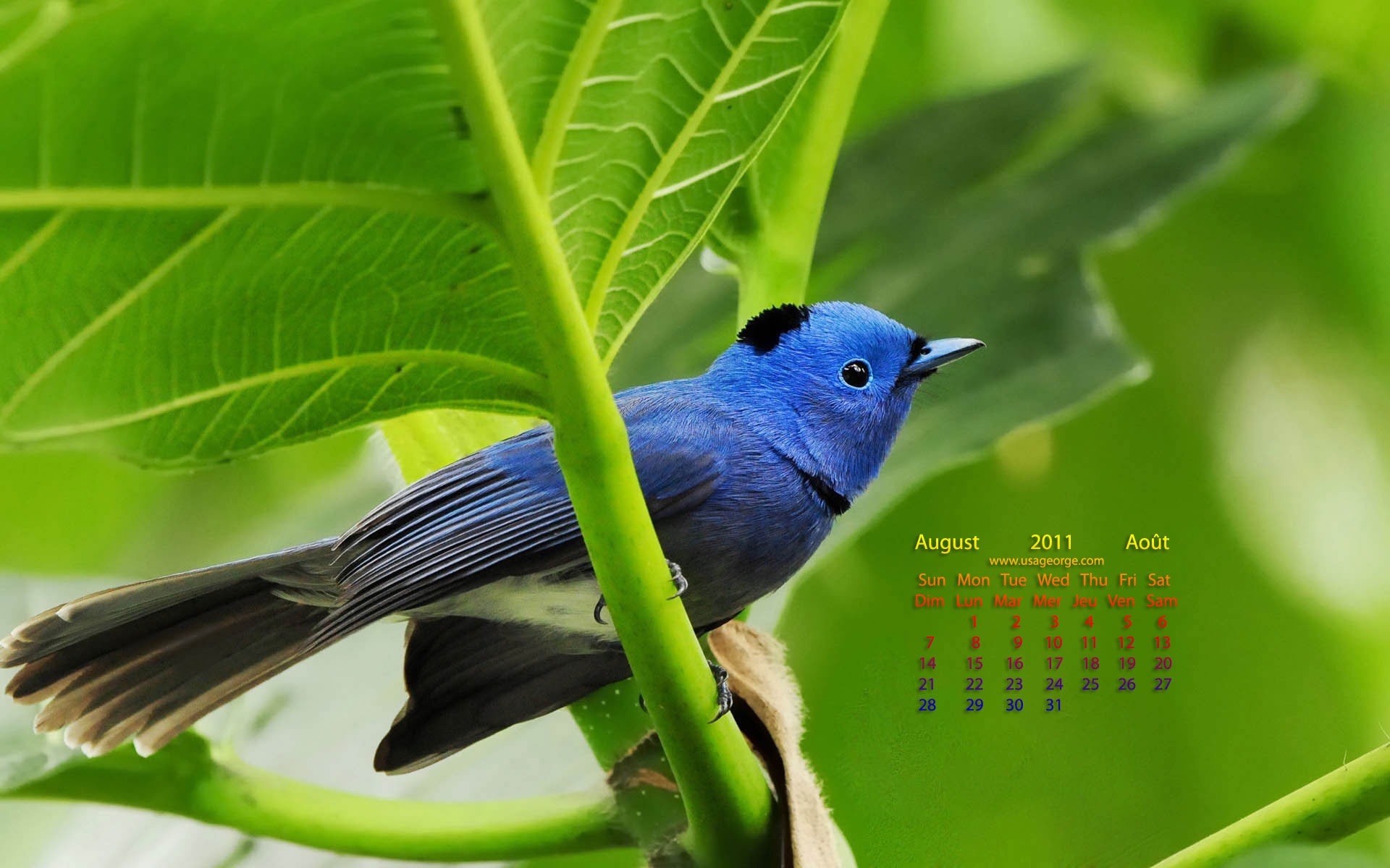 August 2011 calendar wallpaper (1) #4 - 1920x1200