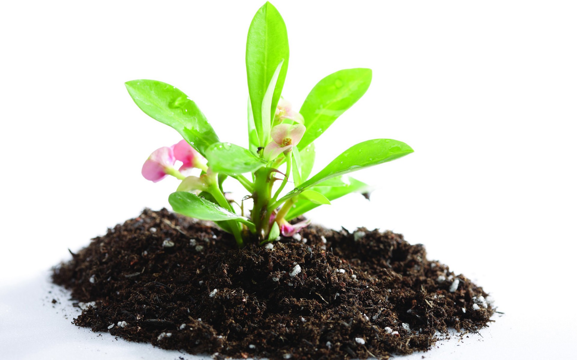 Plantas Verdes Sólo Brotan Fondos De Pantalla Hd 2 1920x1200 Fondos