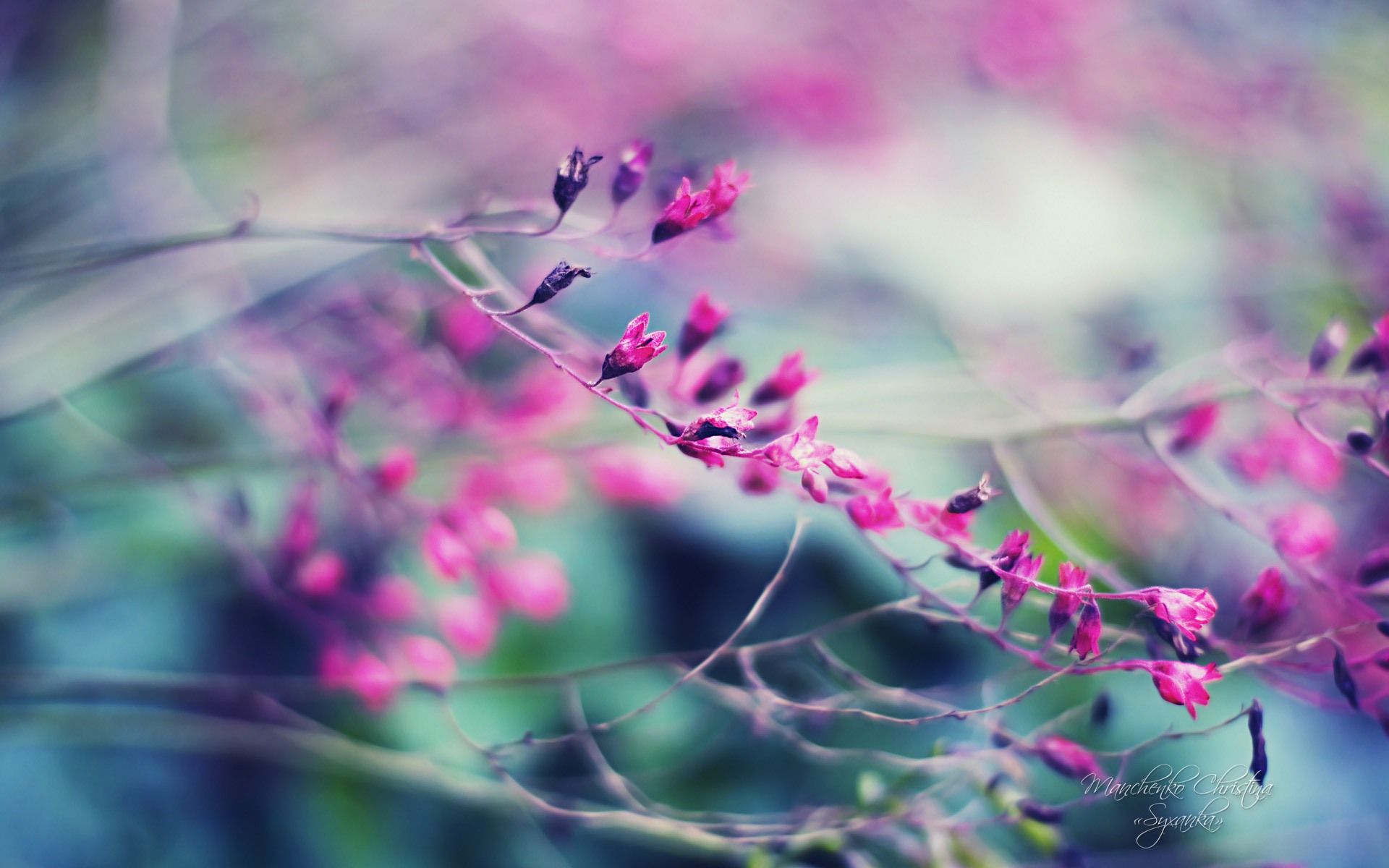 Windows 7 壁紙：夢幻花園 #4 - 1920x1200