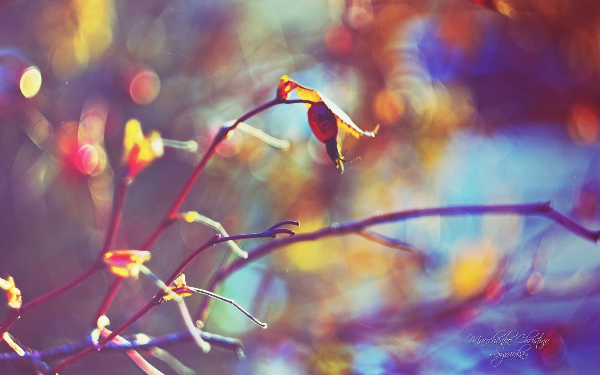 Windows 7 壁紙：夢幻花園 #18 - 1920x1200