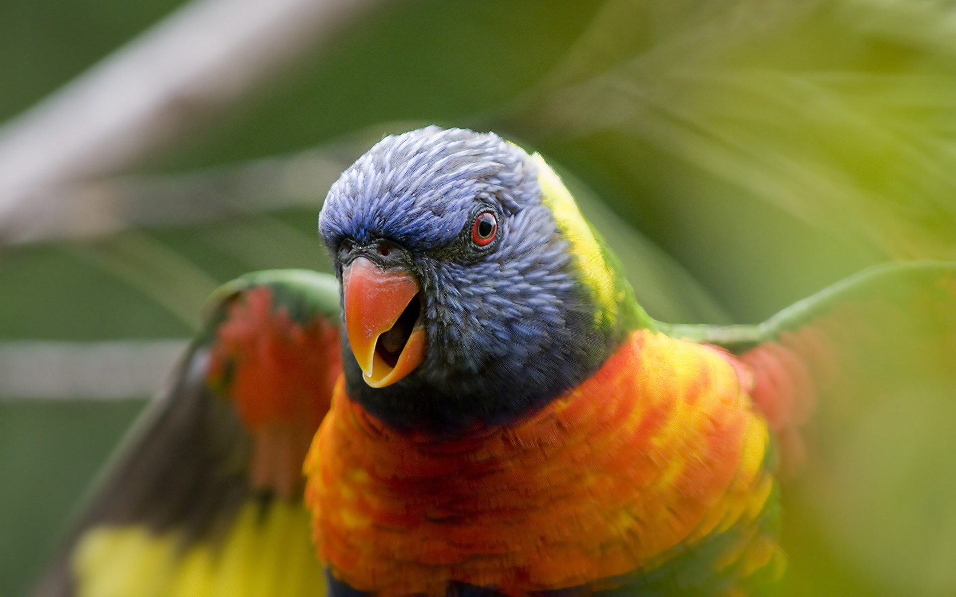 Windows 7 壁紙：美麗的鳥兒 #6 - 1920x1200