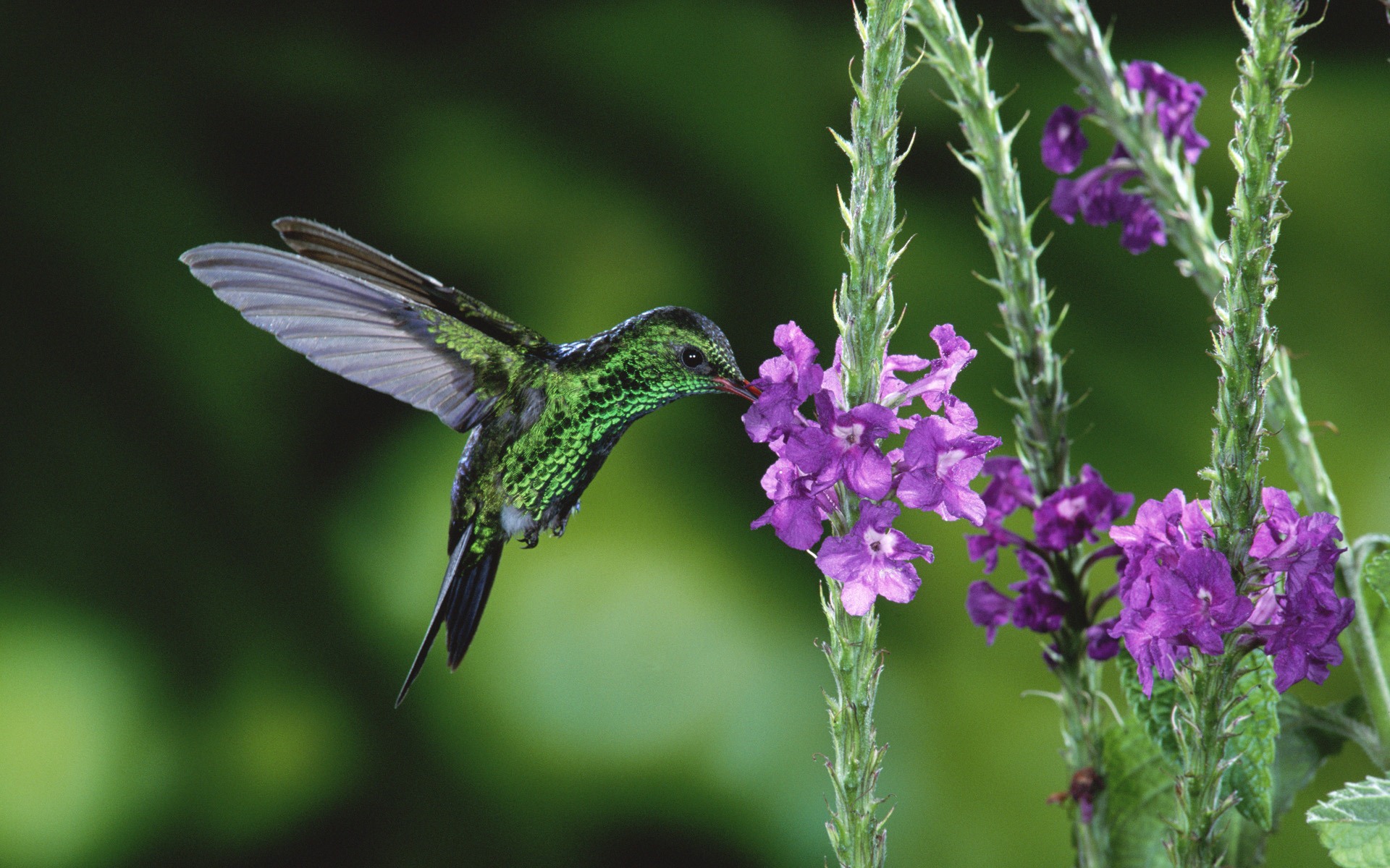 Windows 7 Wallpapers: Beautiful Birds #11 - 1920x1200