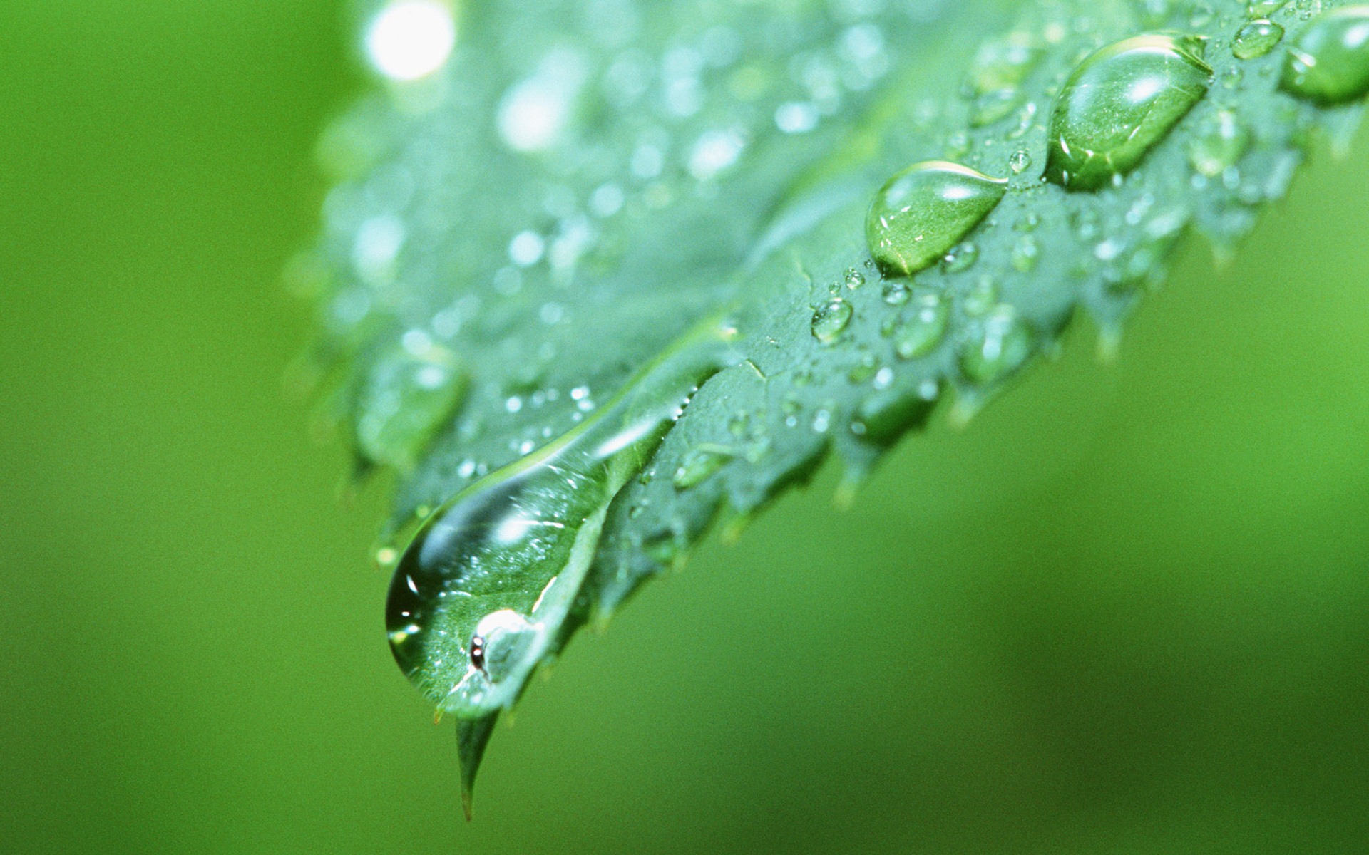 Hoja verde con las gotas de agua Fondos de alta definición #10 - 1920x1200