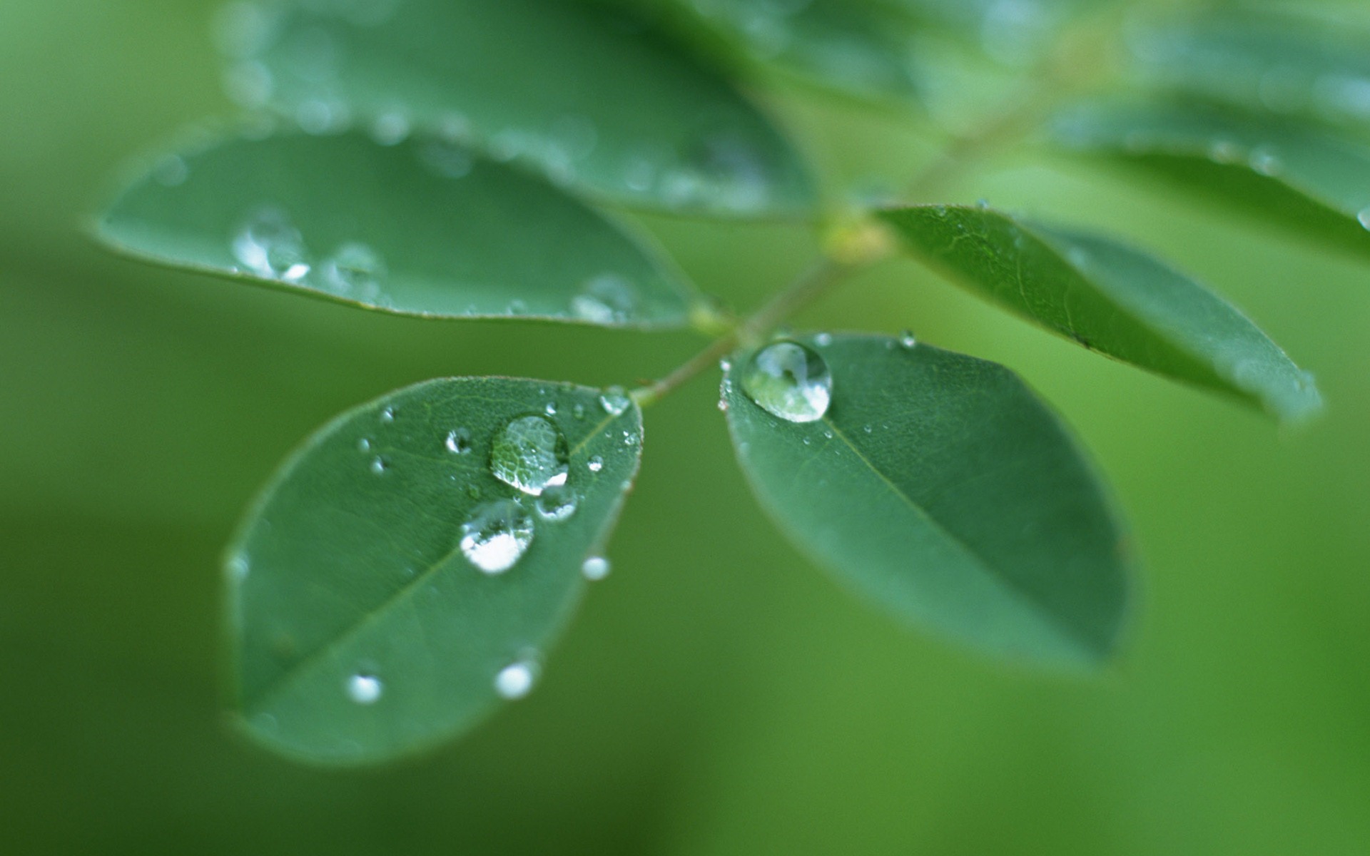 Hoja verde con las gotas de agua Fondos de alta definición #12 - 1920x1200