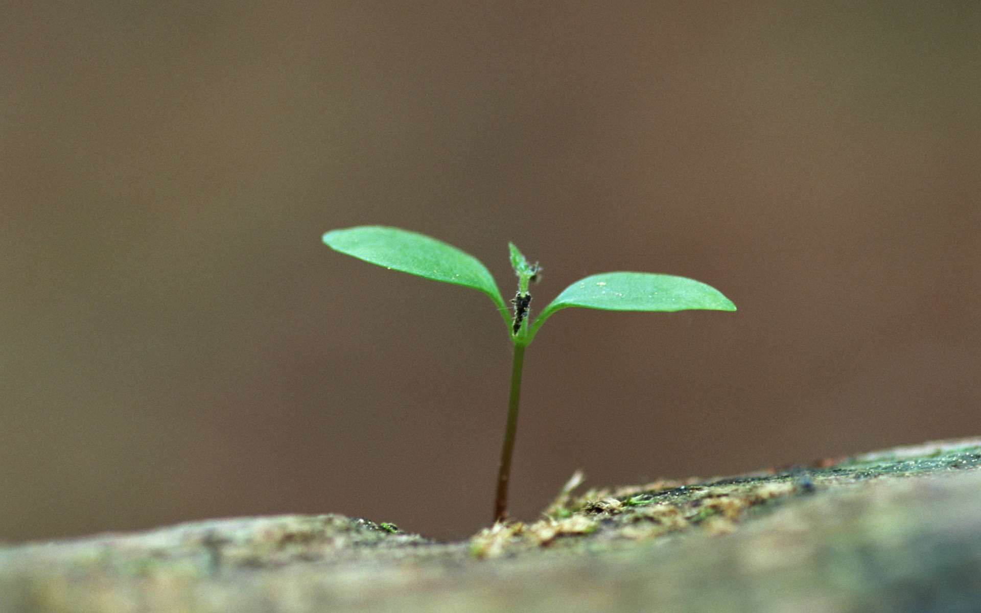 The fresh green shoots close-up wallpaper #19 - 1920x1200