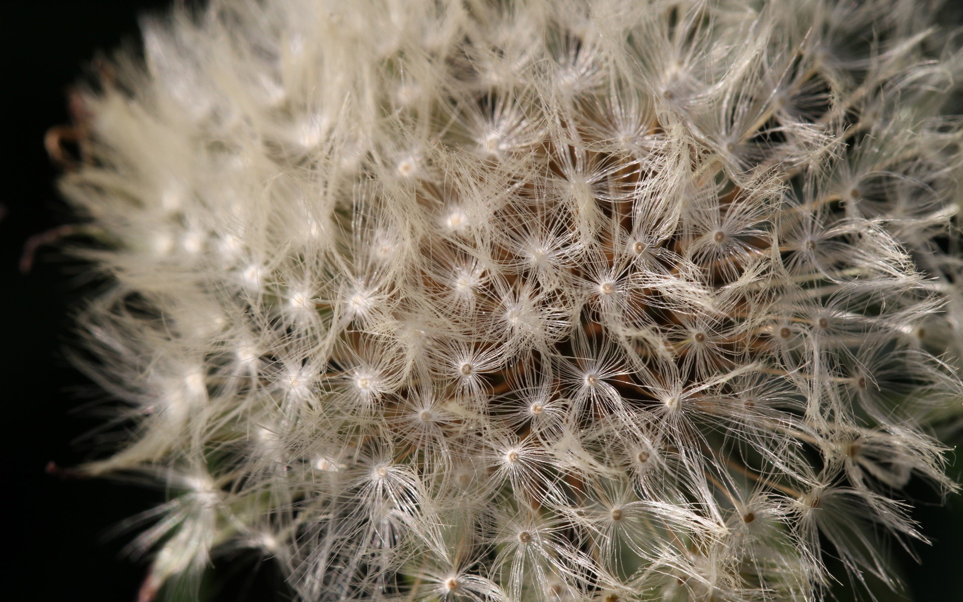 Windows 7 壁紙：花園微距 #7 - 1920x1200