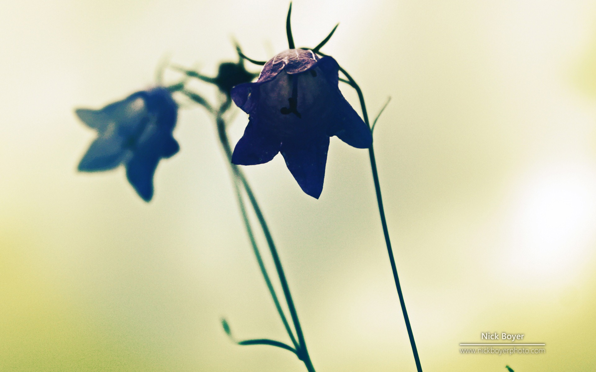 Windows 7 壁紙：花園四季 #8 - 1920x1200