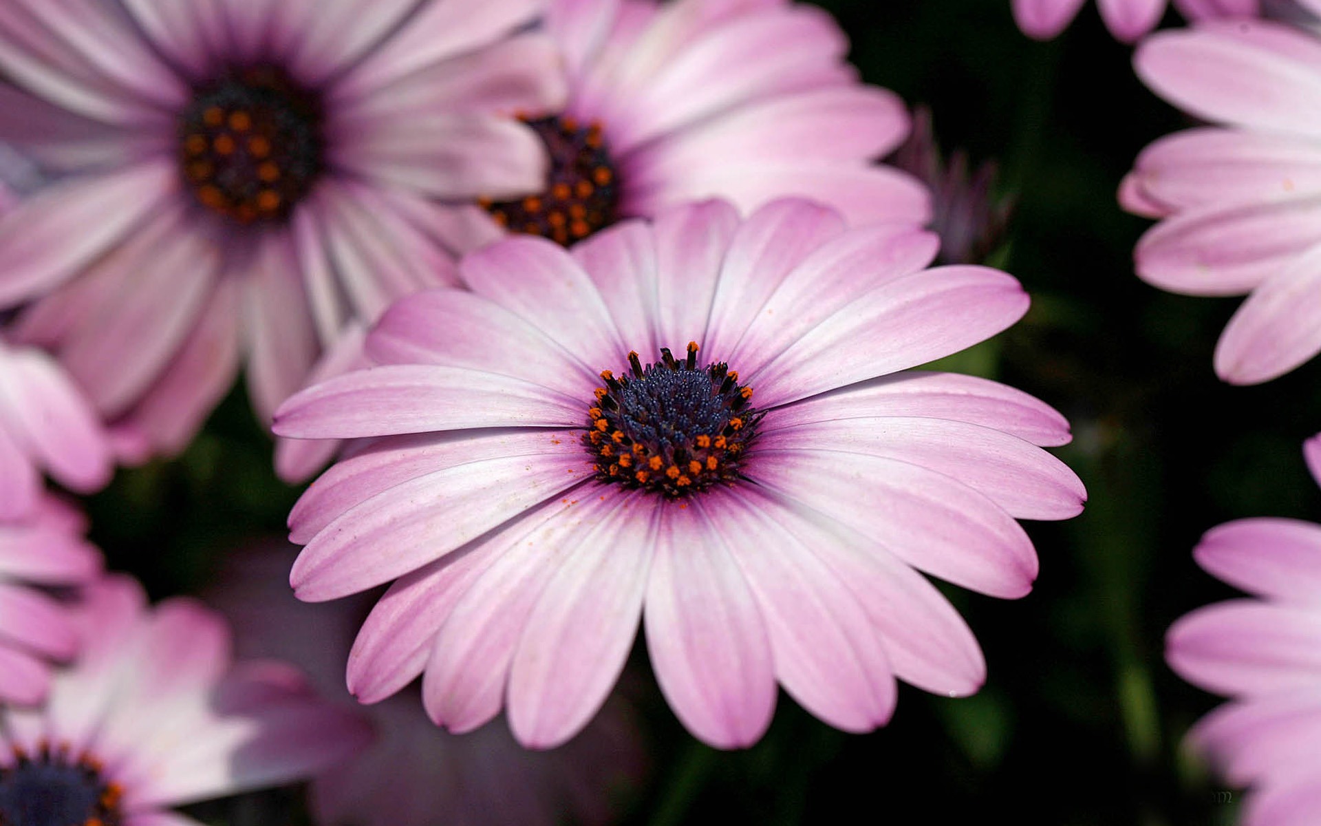 Hermosas flores de caléndula fondos de pantalla #11 - 1920x1200