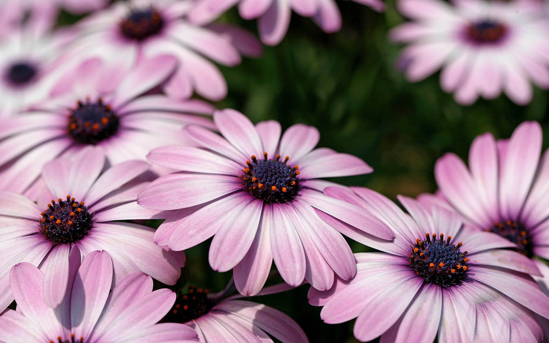 Hermosas flores de caléndula fondos de pantalla #14 - 1920x1200