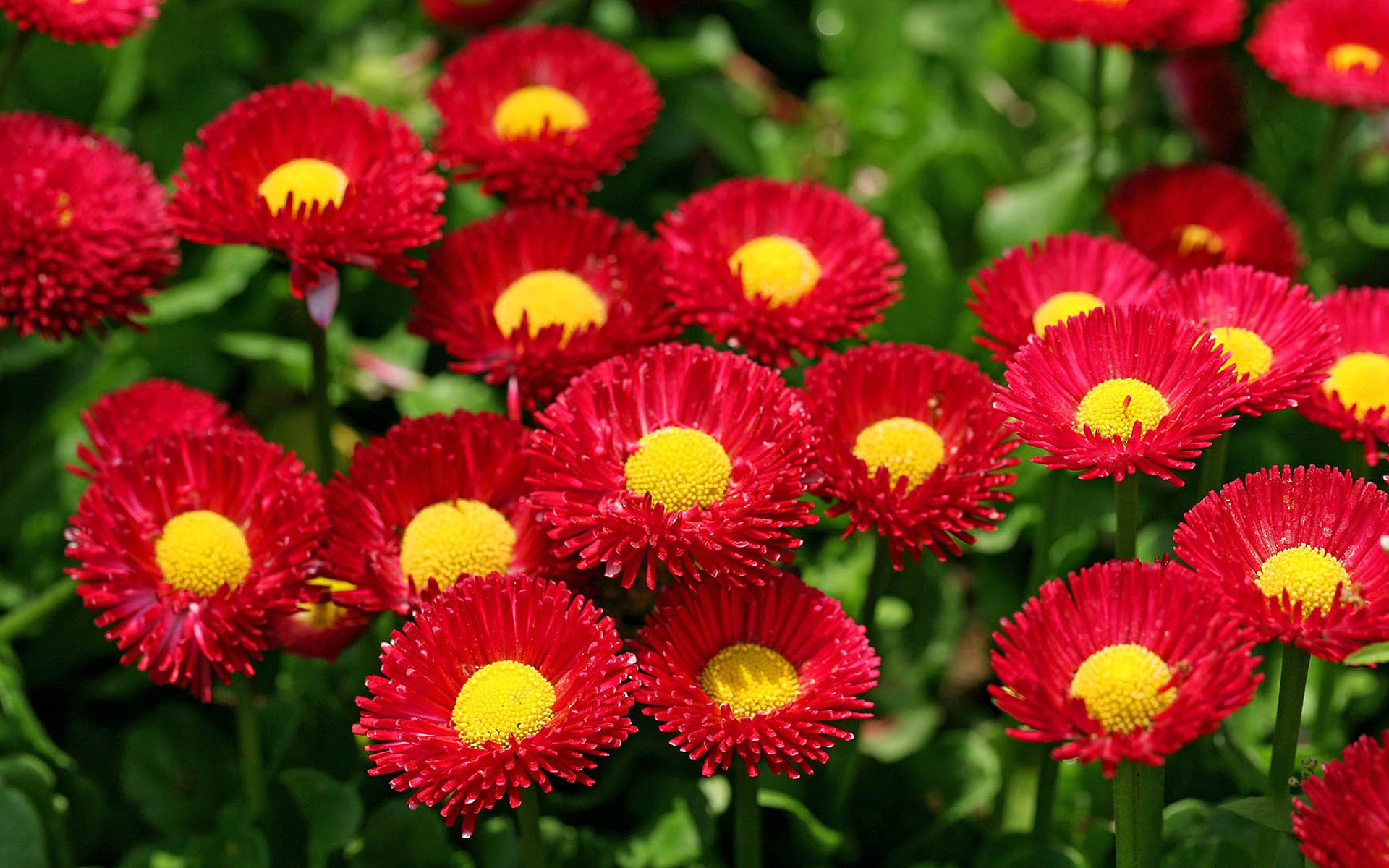 Daisies flowers close-up HD wallpapers #1 - 1920x1200