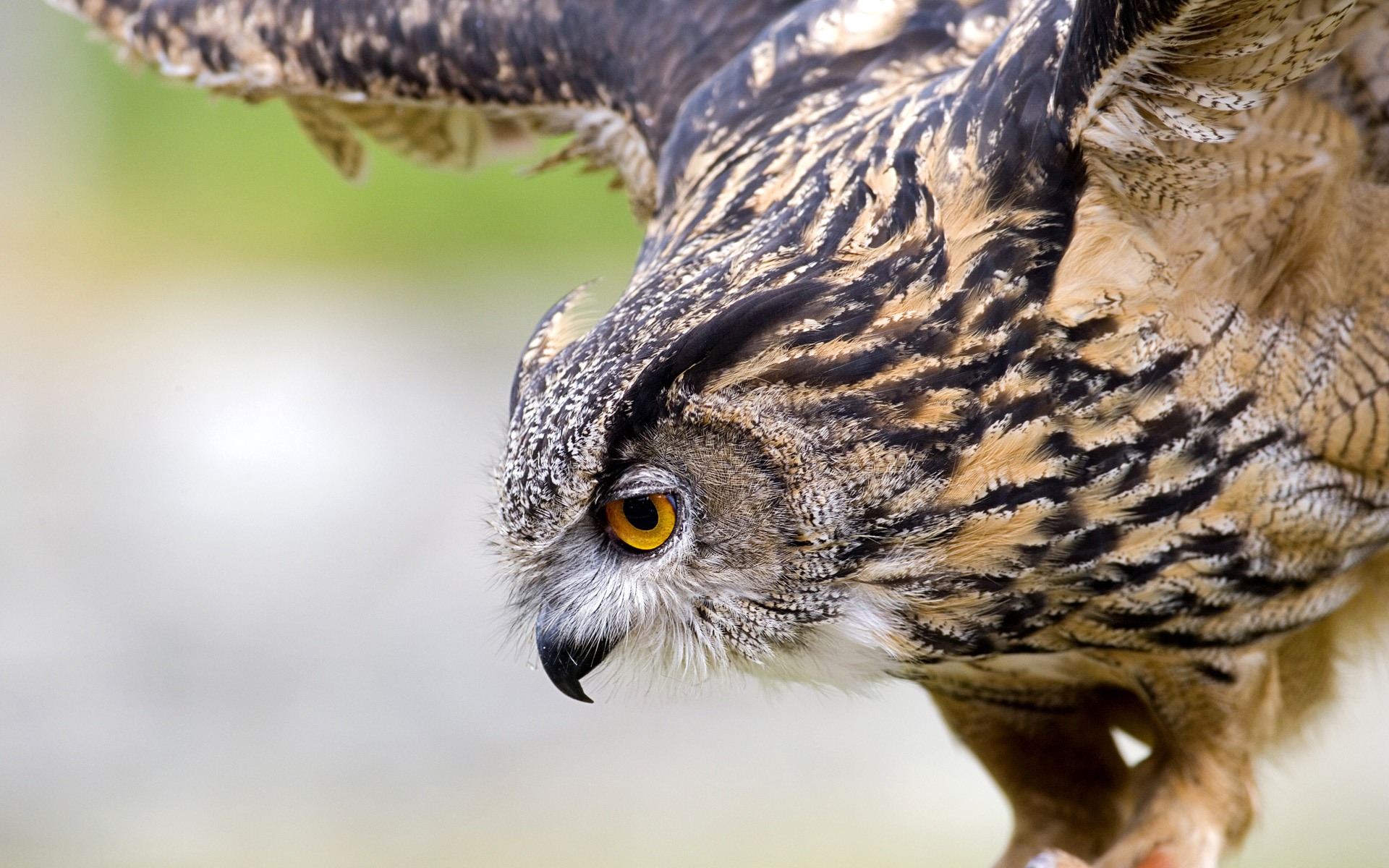 Windows 7 Wallpapers: Predatory Birds #1 - 1920x1200