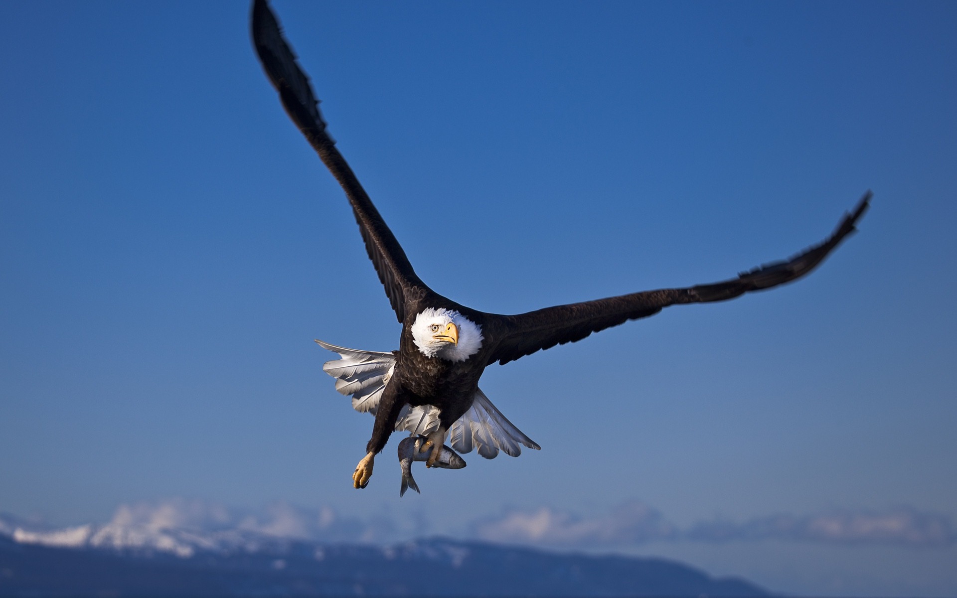 Windows 7の壁紙：捕食鳥 #2 - 1920x1200