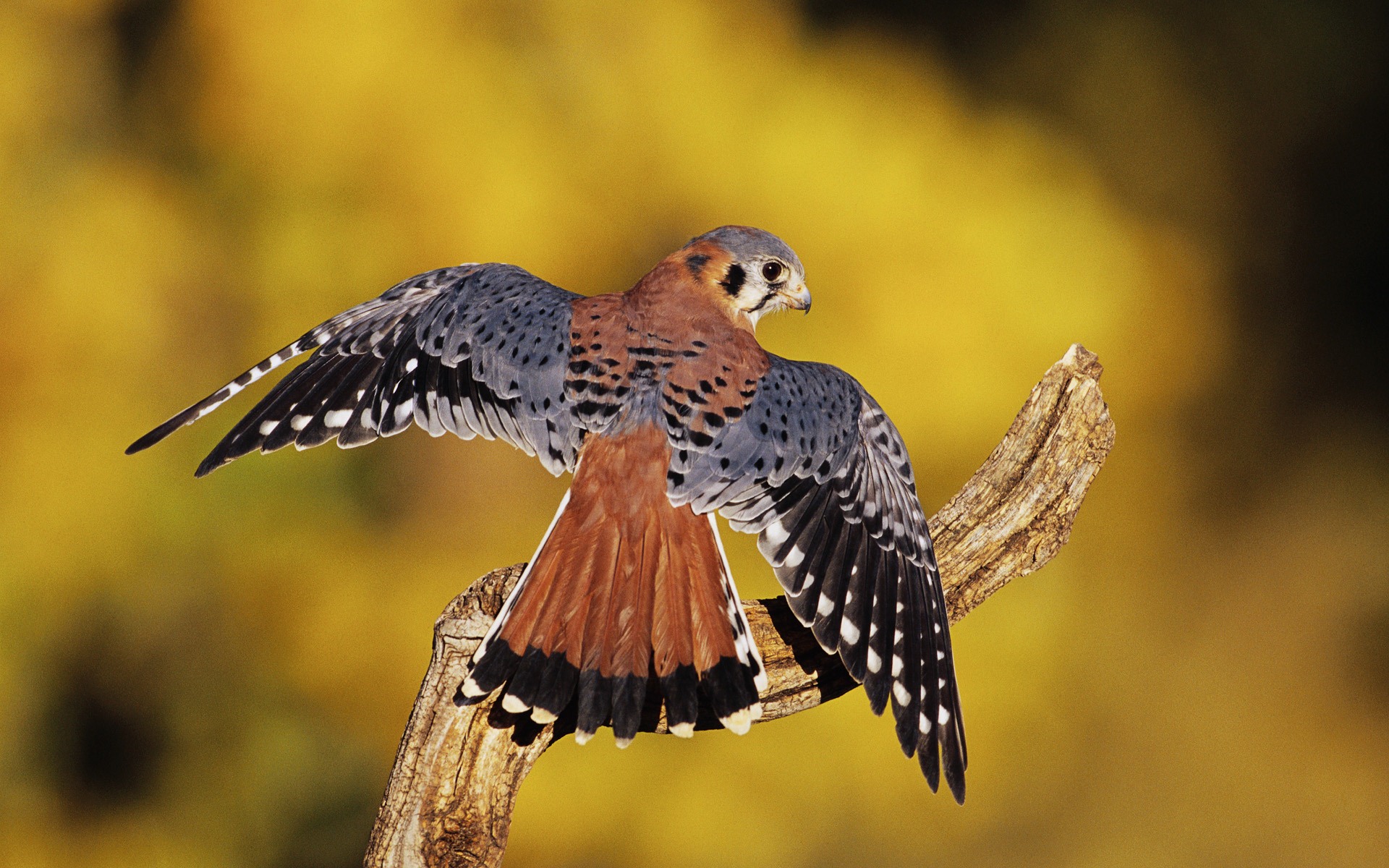Windows 7 壁紙：食肉鳥 #5 - 1920x1200